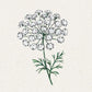 Eine botanische Illustration von Jora Dahl | Ammi majus (Knorpelmöhre) von Jora Dahl, die eine runde Traube kleiner weißer Blüten auf einem grünen Stängel mit farnartigen Blättern vor einem hellen, strukturierten Hintergrund zeigt.