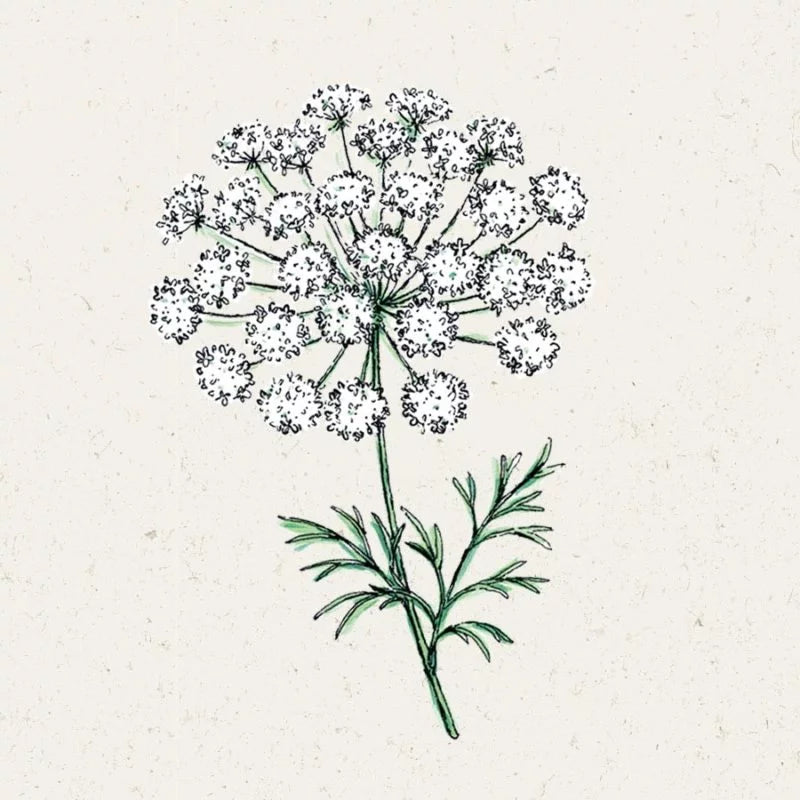 Eine botanische Illustration von Jora Dahl | Ammi majus (Knorpelmöhre) von Jora Dahl, die eine runde Traube kleiner weißer Blüten auf einem grünen Stängel mit farnartigen Blättern vor einem hellen, strukturierten Hintergrund zeigt.