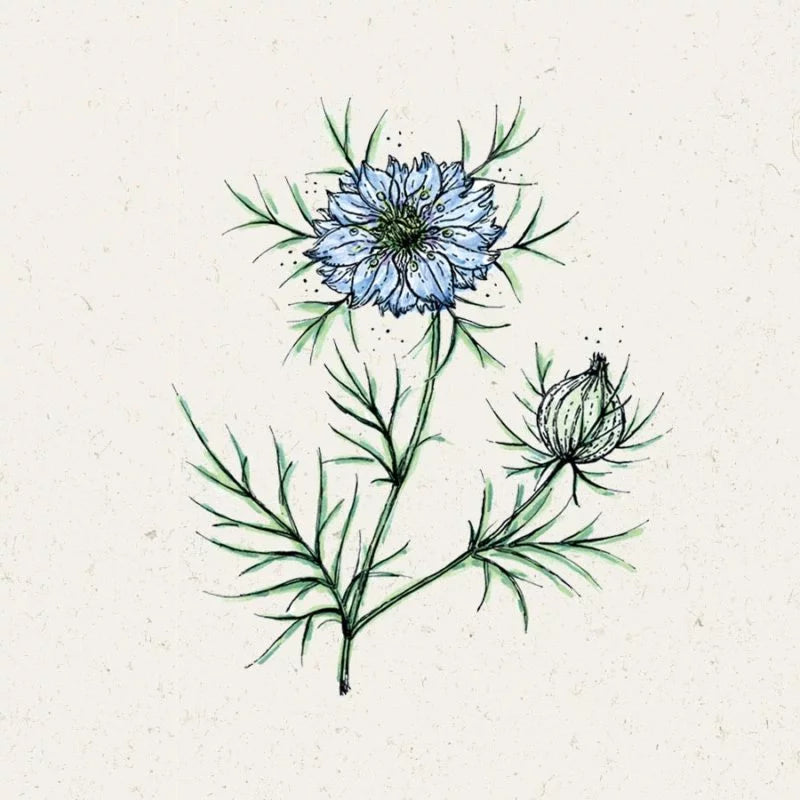 Ein zarter, handgezeichneter botanischer Druck von Jora Dahl | Nigella damascena 'Miss Jekyll' (Jungfer im Grünen) mit blauen Blüten und gefiederten Blättern, perfekt für Schnittblumen-Arrangements auf hellem Hintergrund.