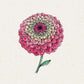 Eine detaillierte Illustration von Jora Dahl | Zinnia elegans 'Queen Red Lime' (Zinnie) mit rosafarbenen und cremefarbenen Blütenblättern und grünem Stiel auf hellem Hintergrund - ideal für alle, die einjährige Blumen pflanzen oder Zinnien Samen sammeln.