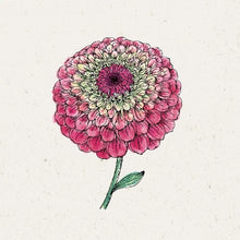 Lade das Bild in den Galerie-Viewer, Jora Dahl - Zinnia elegans ‘Queen Red Lime’ (Zinnie)
