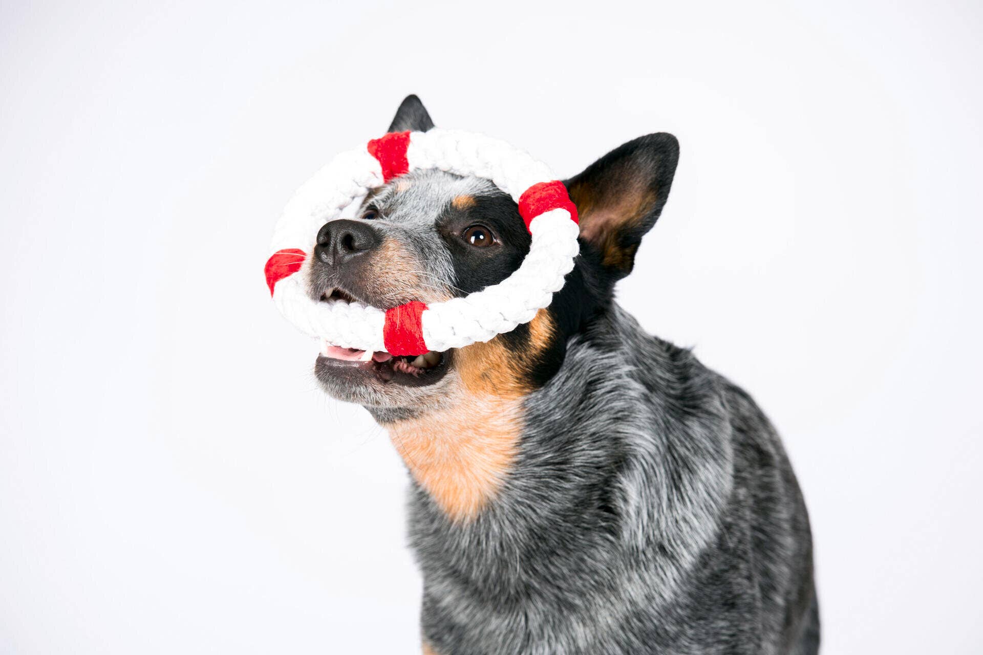 Ein blue heeler Hund mit schwarz-hellbraunem Fell trägt einen LABONI Rita Rettungsring um Nase und Maul vor einem schlichten weißen Hintergrund - ideal für die Zahnpflege Hund.
