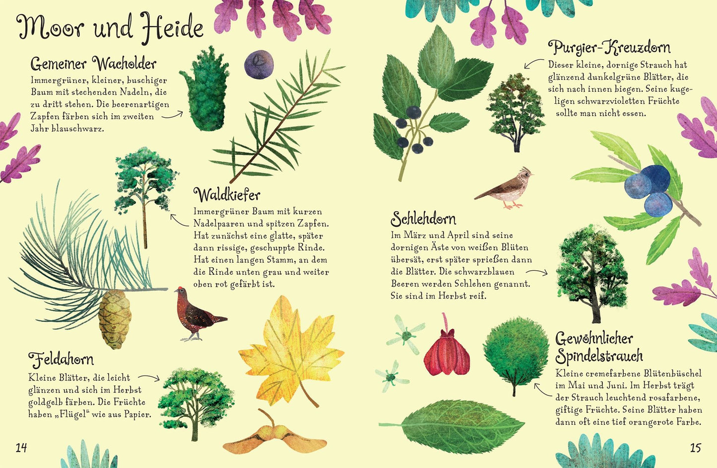 Das farbenfrohe Buch „Usborne Minis – Naturführer: Bäume“ vom dtv Verlag zeigt auf Deutsch verschiedene Bäume, Blätter und Beeren mit kurzen Beschreibungen und illustrierten Tafeln auf hellem Hintergrund.