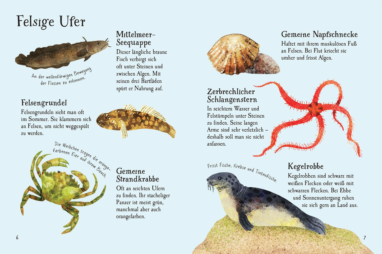 „Usborne Minis Naturführer: Am Meer“ vom dtv Verlag ist ein deutscher Naturführer mit Aquarellillustrationen im Bilderbuchstil und Beschreibungen von Meerestieren und Muscheln, jeweils mit Namen und Fakten beschriftet. Hellblauer Hintergrund.