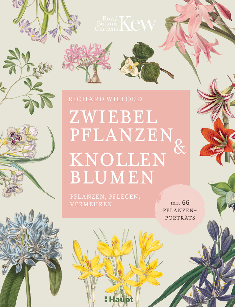 Buchumschlag mit botanischen Illustrationen von Zwiebel- und Knollenblumen, die einen rosafarbenen Titelkasten einrahmen: "Zwiebelpflanzen & Knollenblumen" vom Haupt Verlag, ein deutscher Gartenführer.