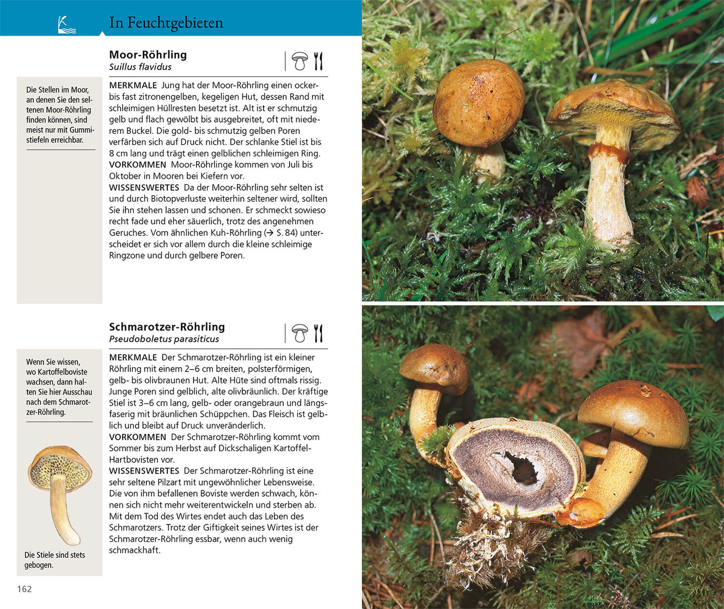 Der Kosmos Pilzführer für unterwegs aus dem Kosmos Verlag zeigt braun-gelbe Pilze auf moosigem Untergrund, mit Fotos von gebündelten Hüten, einem angeschnittenen Exemplar mit gelben Poren und deutschem Text zur Unterstützung der Pilzbestimmung.