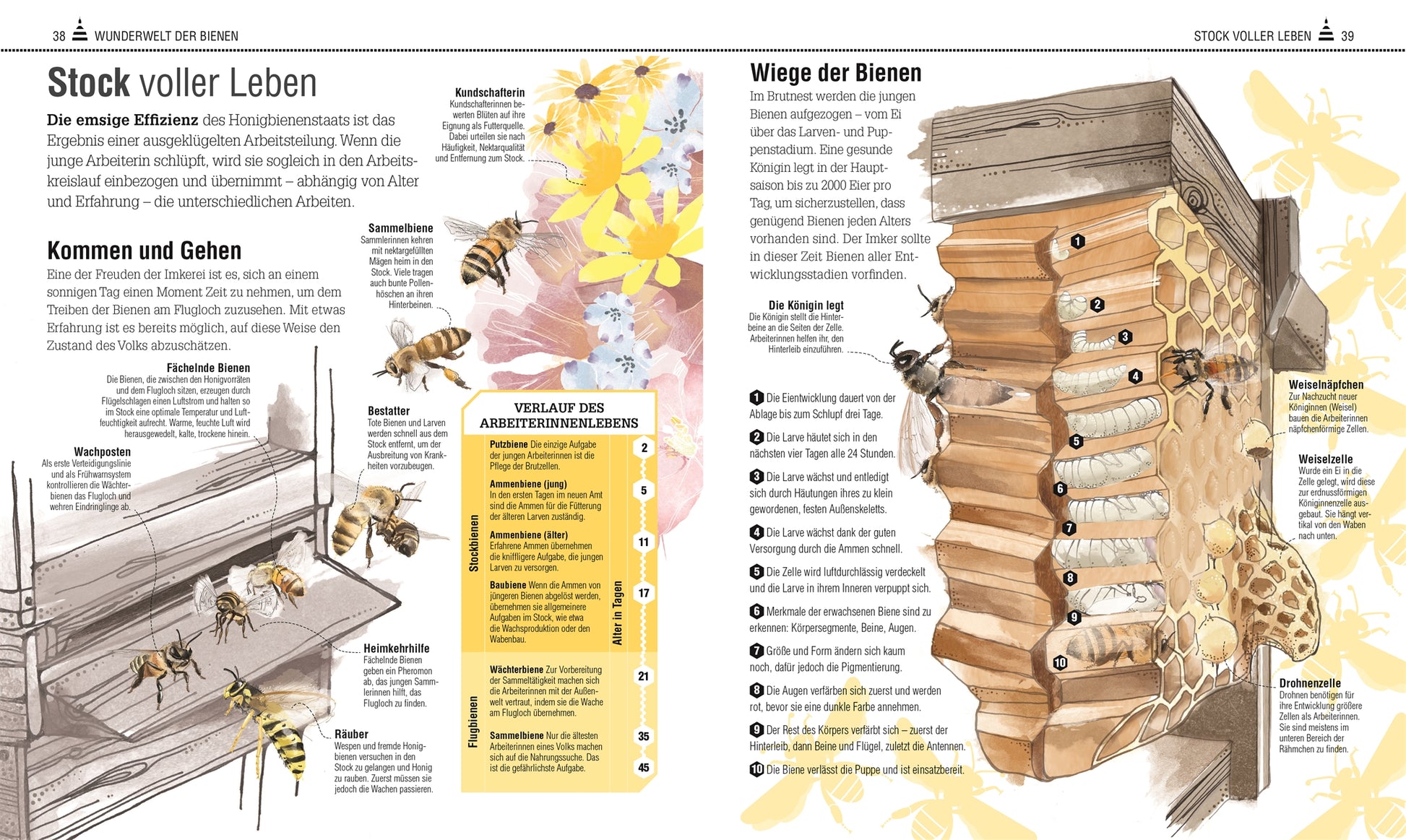 Der DK Verlag "Das Bienen Buch" bietet eine deutsche Infografik über Bienen mit beschrifteten Bienenstockdiagrammen, Lebensstadien von Arbeitsbienen, Tipps für bienenfreundliche Gärten, gelben Akzenten und detaillierten Bienenzeichnungen - ideal für Imkern-Fans und jede Bienen Buch Sammlung.