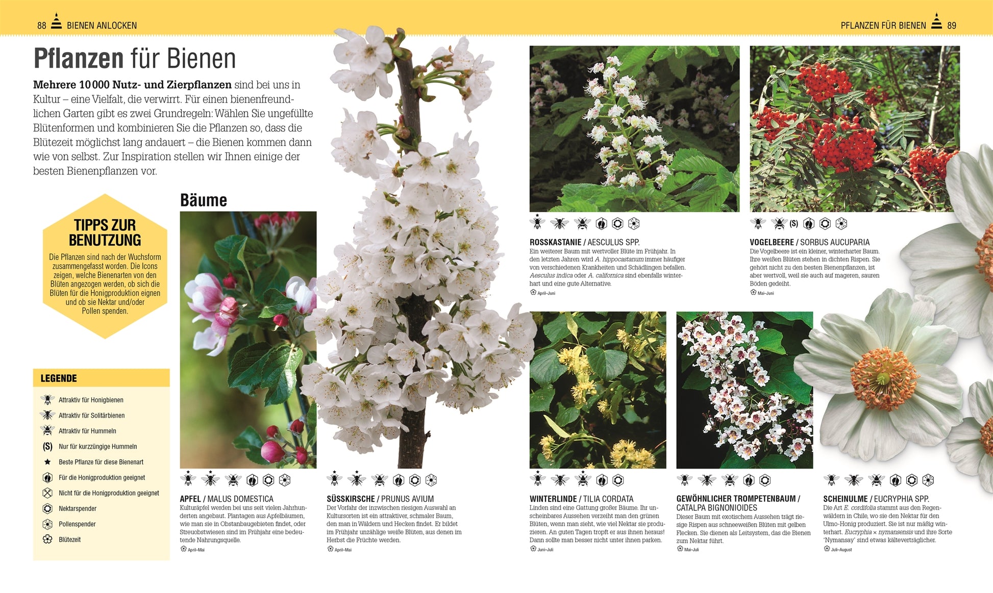 Eine Katalogseite für Das Bienen Buch vom DK Verlag zeigt Fotos und Beschreibungen von bienenfreundlichen Pflanzen, einschließlich blühender Bäume und Sträucher, mit einer gelben Kopfzeile und Symbolen, die die Eigenschaften der Pflanzen zeigen.