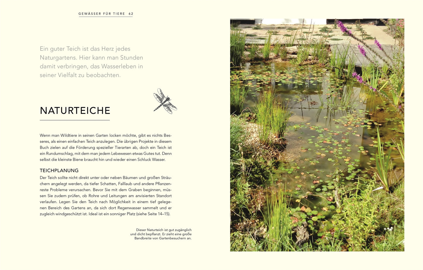 Das Bild aus "Wildnis im Garten" des DK Verlags zeigt einen klaren Gartenteich mit Seerosenblättern, Unterwasserpflanzen, violetten Blüten und Steinen im Sonnenlicht. Auf der linken Seite erscheint ein deutscher Text, der eine echte Naturgartenatmosphäre heraufbeschwört.