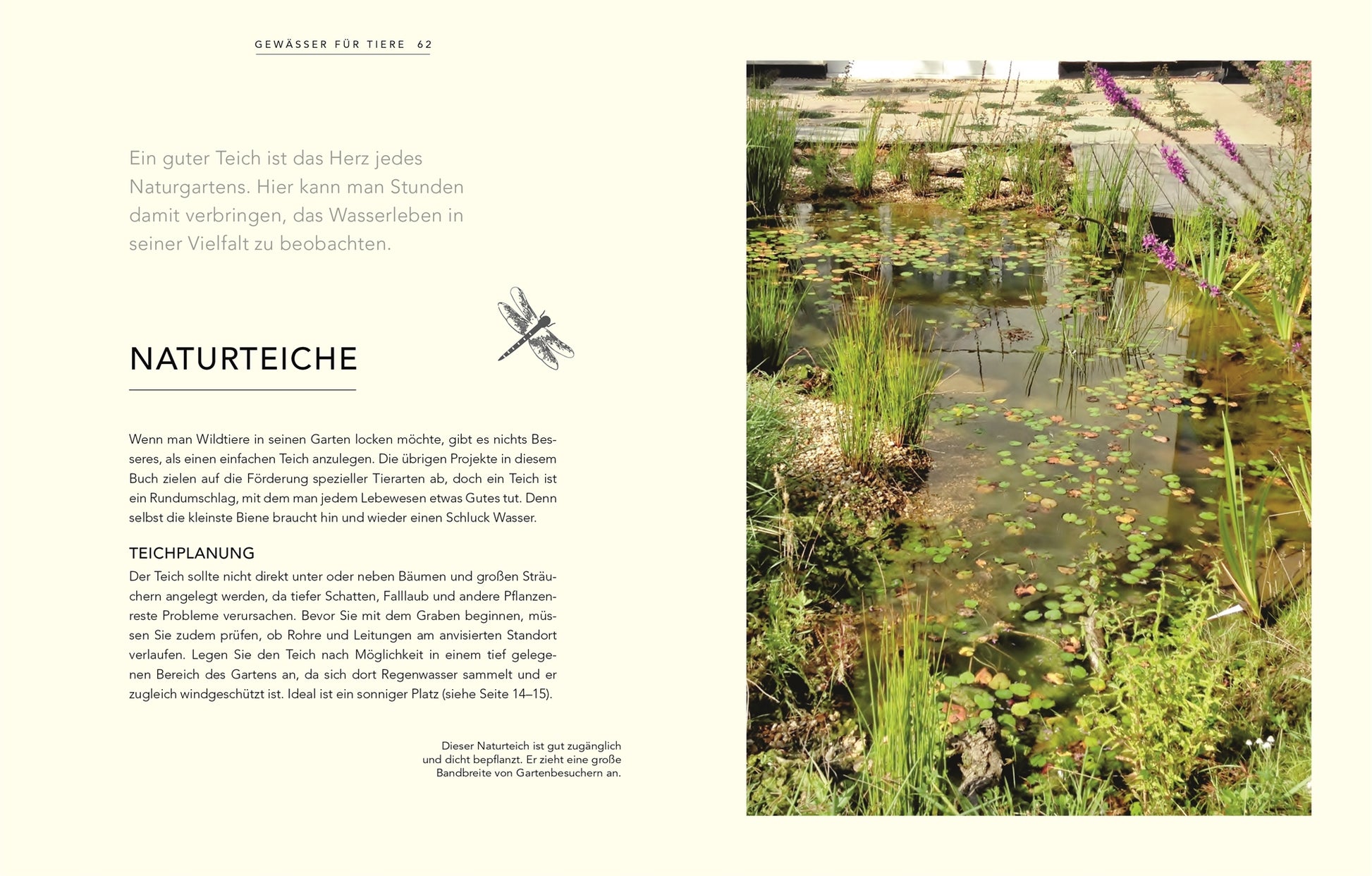 Das Bild aus "Wildnis im Garten" des DK Verlags zeigt einen klaren Gartenteich mit Seerosenblättern, Unterwasserpflanzen, violetten Blüten und Steinen im Sonnenlicht. Auf der linken Seite erscheint ein deutscher Text, der eine echte Naturgartenatmosphäre heraufbeschwört.