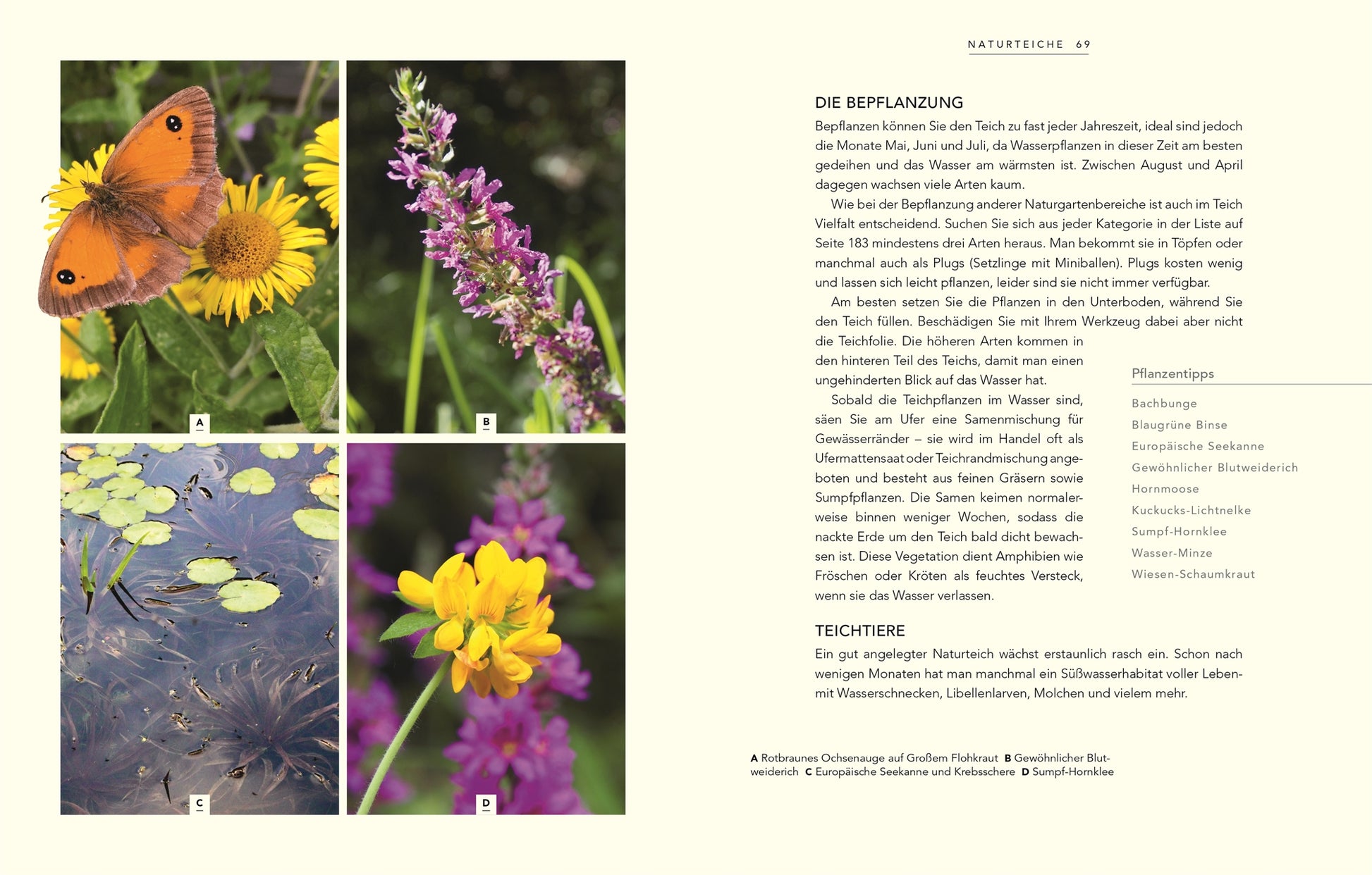 Eine Collage aus vier beschrifteten Fotos zeigt Wildnis im Garten vom DK Verlag - lebendige Blüten und üppiges Grün fangen naturnahes Gärtnern ein. Ideal für jedes Naturgarten- oder Gartenbuch, mit Text auf der rechten Seite.