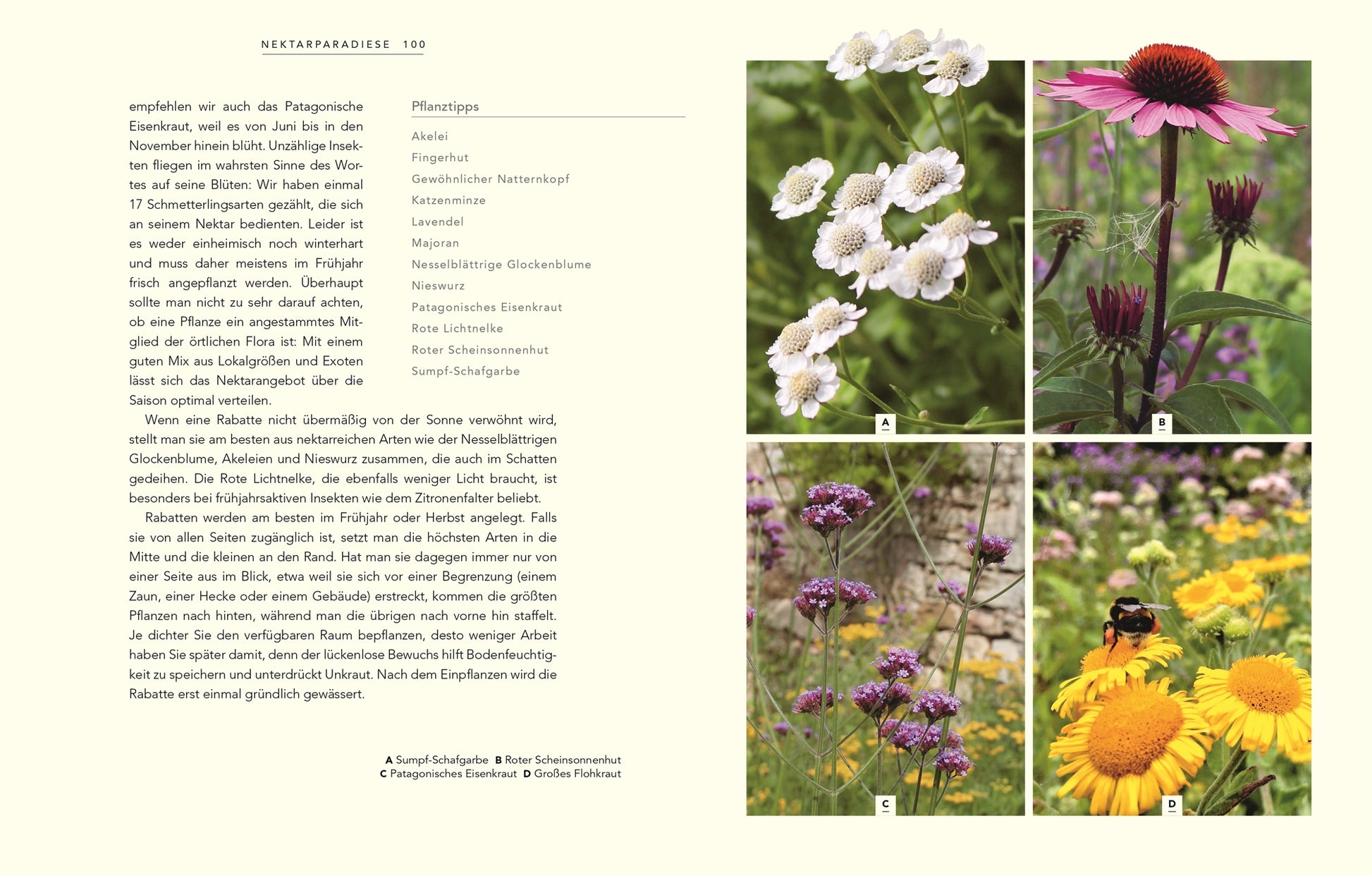 Eine Seite aus Wildnis im Garten vom DK Verlag zeigt Text neben vier beschrifteten Fotos von weißen, rosa, lila und gelben Blumen - und zeigt naturnahes Gärtnern, während eine Biene eine der gelben Blüten besucht.