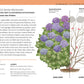 Gartenwissen Pflanzenschnitt von DK ist eine illustrierte deutsche Anleitung zum Beschneiden von Hortensien mit Diagrammen, lila blühenden Büschen, Etiketten und Schnittanleitungen speziell für Zierpflanzen.