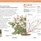 Entdecken Sie „Gartenwissen Pflanzenschnitt“ von DK: Enthält einen illustrierten Rosenstrauch mit beschrifteten Teilen, einem Schnittanleitungsdiagramm und detaillierten Informationen zu Wachstum, Größe und Pflege – perfekt für Zierpflanzensammlungen.