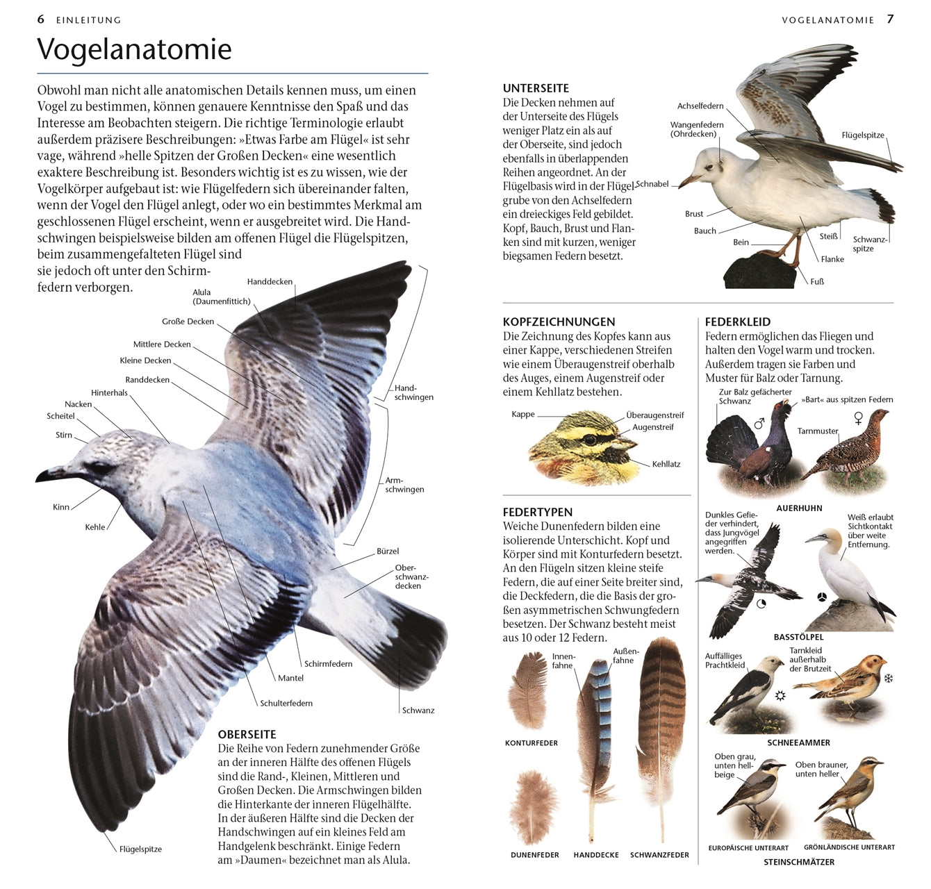 Anatomische Darstellung eines Vogels im Flug mit beschrifteten Flügelteilen sowie Bildern von Köpfen, Schnäbeln, Füßen und Federn. Deutscher Text hilft bei der Identifizierung europäischer Arten in „Vögel – 300 Arten entdecken & bestimmen“ vom DK Verlag.