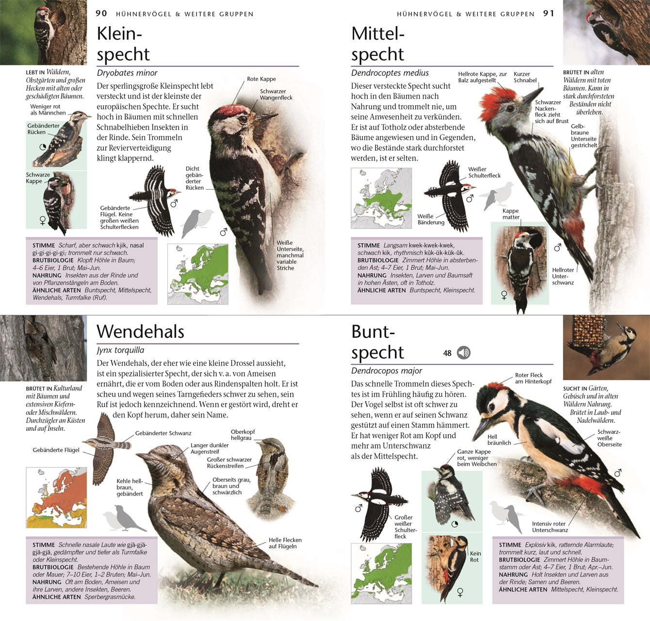 Das Buch „Vögel – 300 Arten entdecken & bestimmen“ vom DK Verlag bietet Illustrationen, Karten und Infos zu Kleinspecht, Mittelspecht, Wendehals und Buntspecht sowie einen Vogelstimmen-Download.