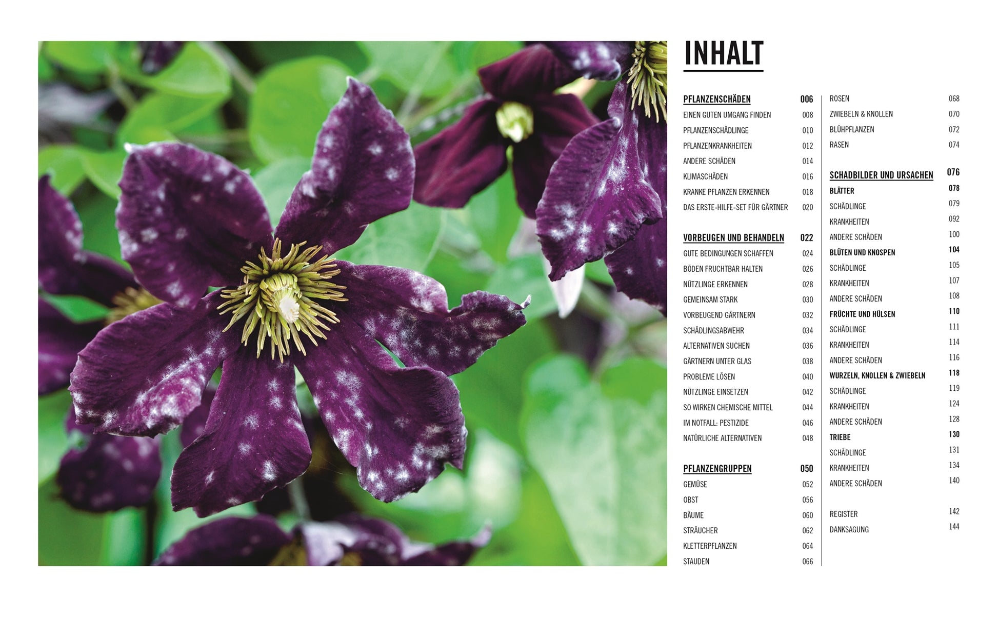 Nahaufnahme einer dunkelvioletten Clematis mit weißen Sprenkeln und gelber Mitte, inmitten grüner Blätter - perfekt für "Grünes Gartenwissen. Krankheiten und Schädlinge" aus dem DK Verlag. Rechts ist ein deutsches Inhaltsverzeichnis mit dem Titel INHALT.