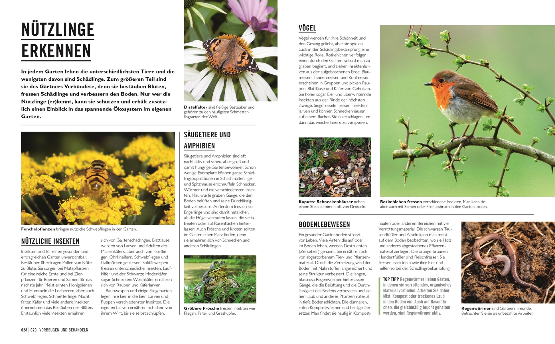 Eine Seite aus "Grünes Gartenwissen. Krankheiten und Schädlinge" aus dem DK Verlag zeigt Fotos und Fakten über hilfreiche Gartentiere wie Insekten, Rotkehlchen, Frösche, Igel und Regenwürmer - als natürliche Schädlingsbekämpfer.