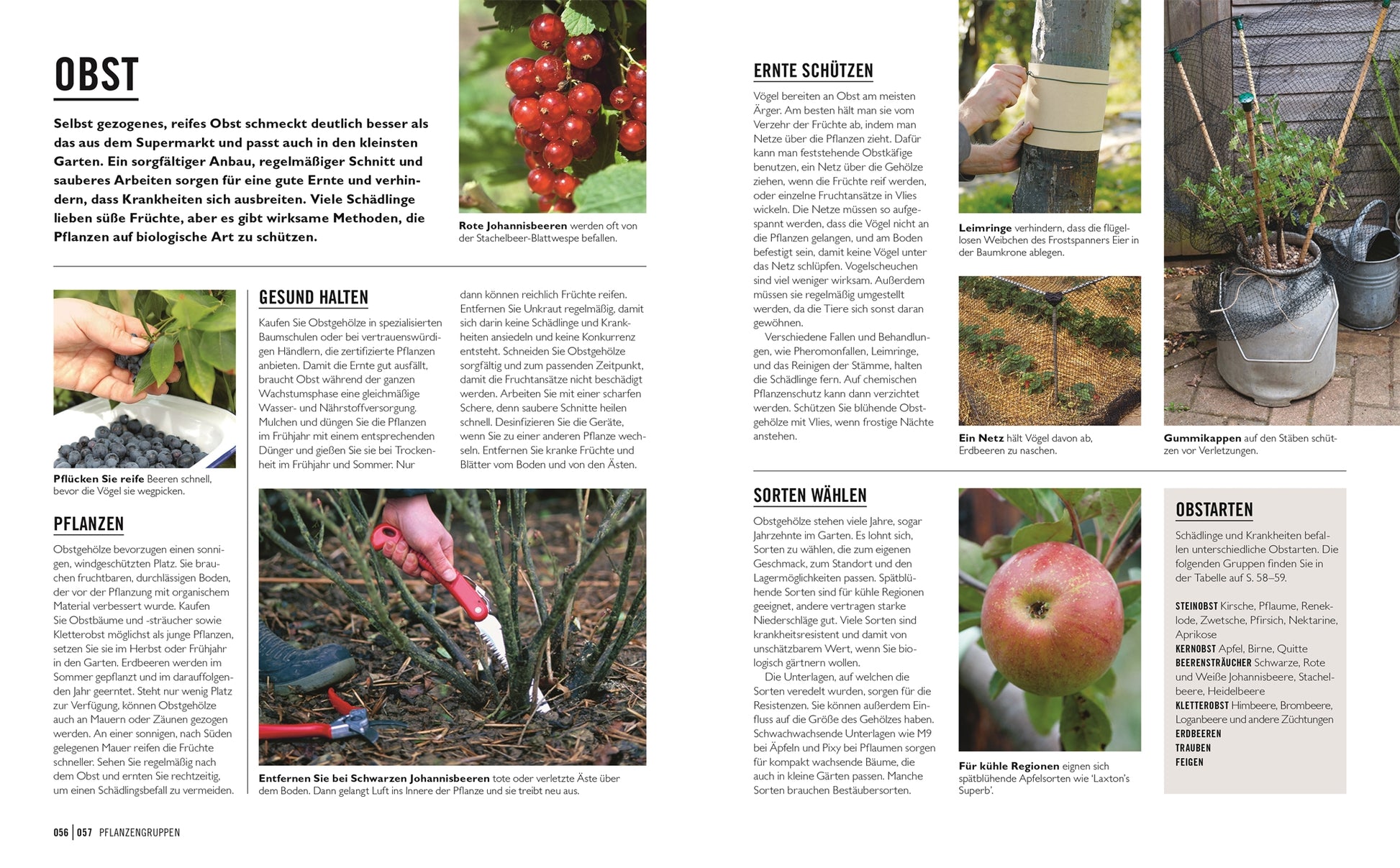 Eine deutsche Magazinseite aus dem DK Verlag "Grünes Gartenwissen. Krankheiten und Schädlinge" behandelt die Themen Obstbau, umweltfreundliche Schädlingsbekämpfung, Pflanzenschutz, Ernte und zeigt Farbfotos von Beeren, Äpfeln, Baumschnitt, Wurzeldeckung und Jungpflanzen.
