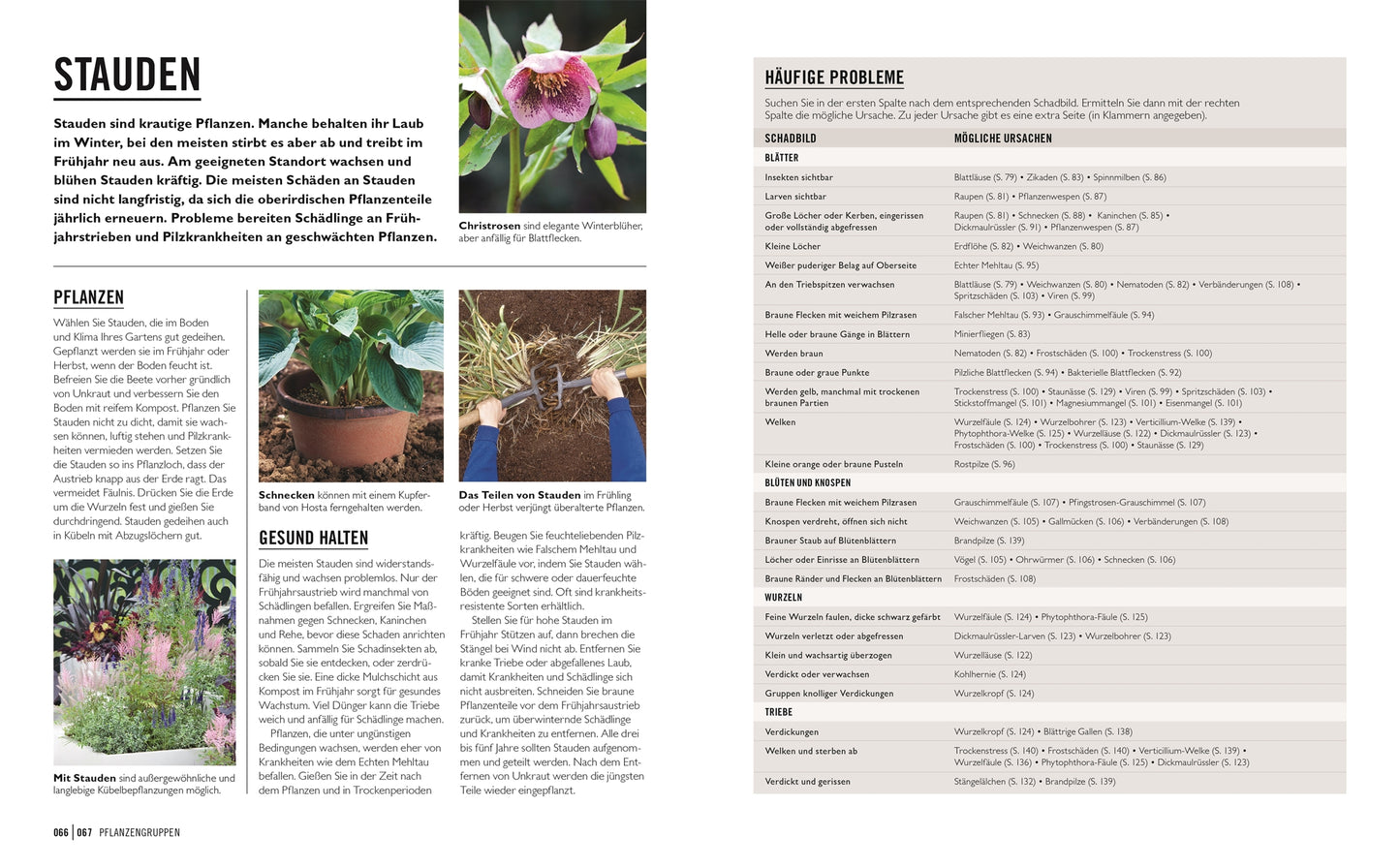 Grünes Gartenwissen. Krankheiten und Schädlinge" aus dem DK Verlag ist ein deutscher Gartenratgeber über Stauden, mit ausführlichem Text, Blumenfotos, Pflanz- und Pflegetipps, natürlicher Schädlingsbekämpfung und einer Tabelle mit häufigen Problemen und Heilmitteln.