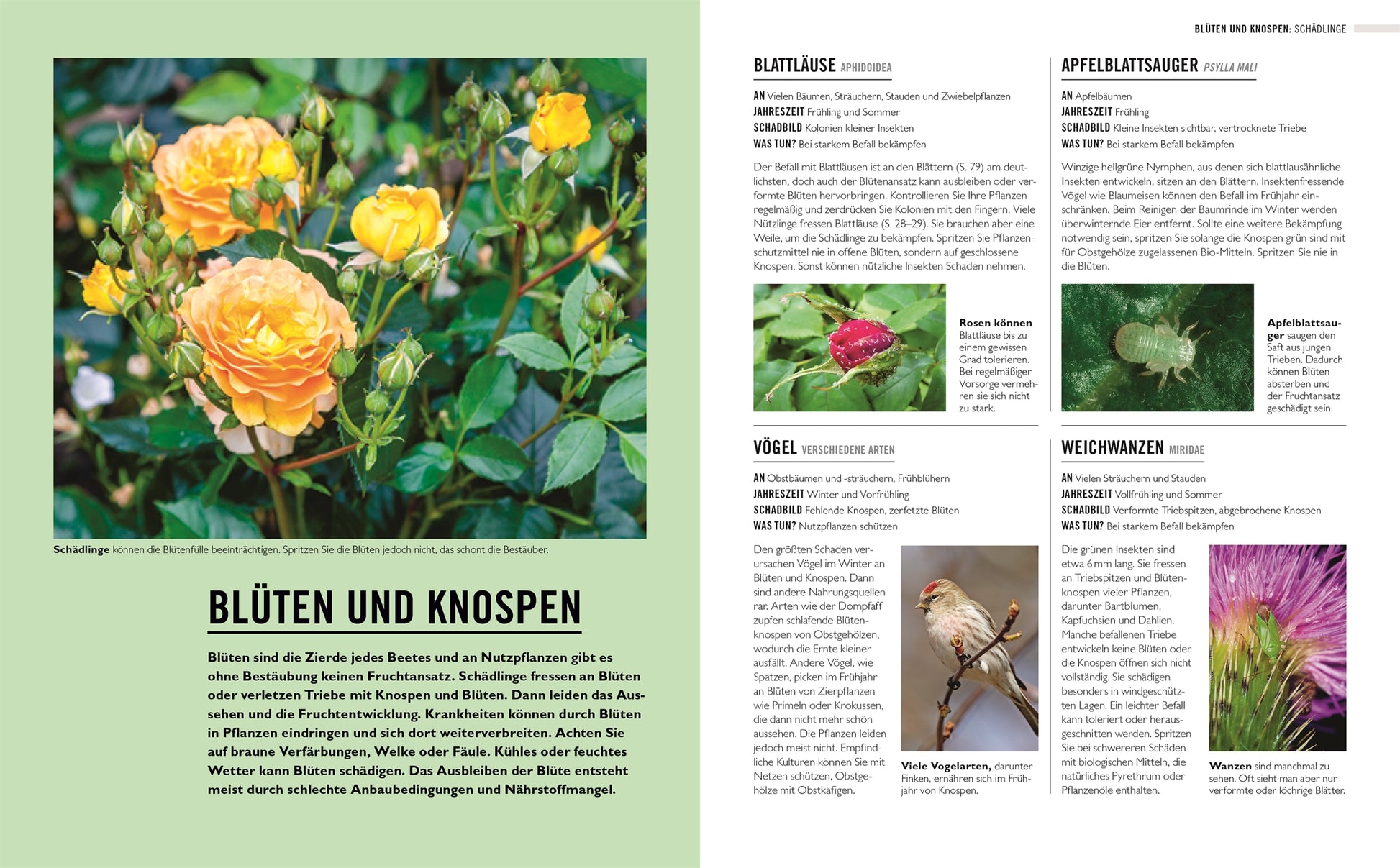 Auf einer Seite aus "Grünes Gartenwissen. Krankheiten und Schädlinge" aus dem DK Verlag blühen links gelbe Rosen; rechts wird in einem deutschen Text über Schädlinge und Krankheiten berichtet und mit Fotos von Blattläusen, einem Vogel und einer Distel die natürliche Schädlingsbekämpfung im Garten dargestellt.