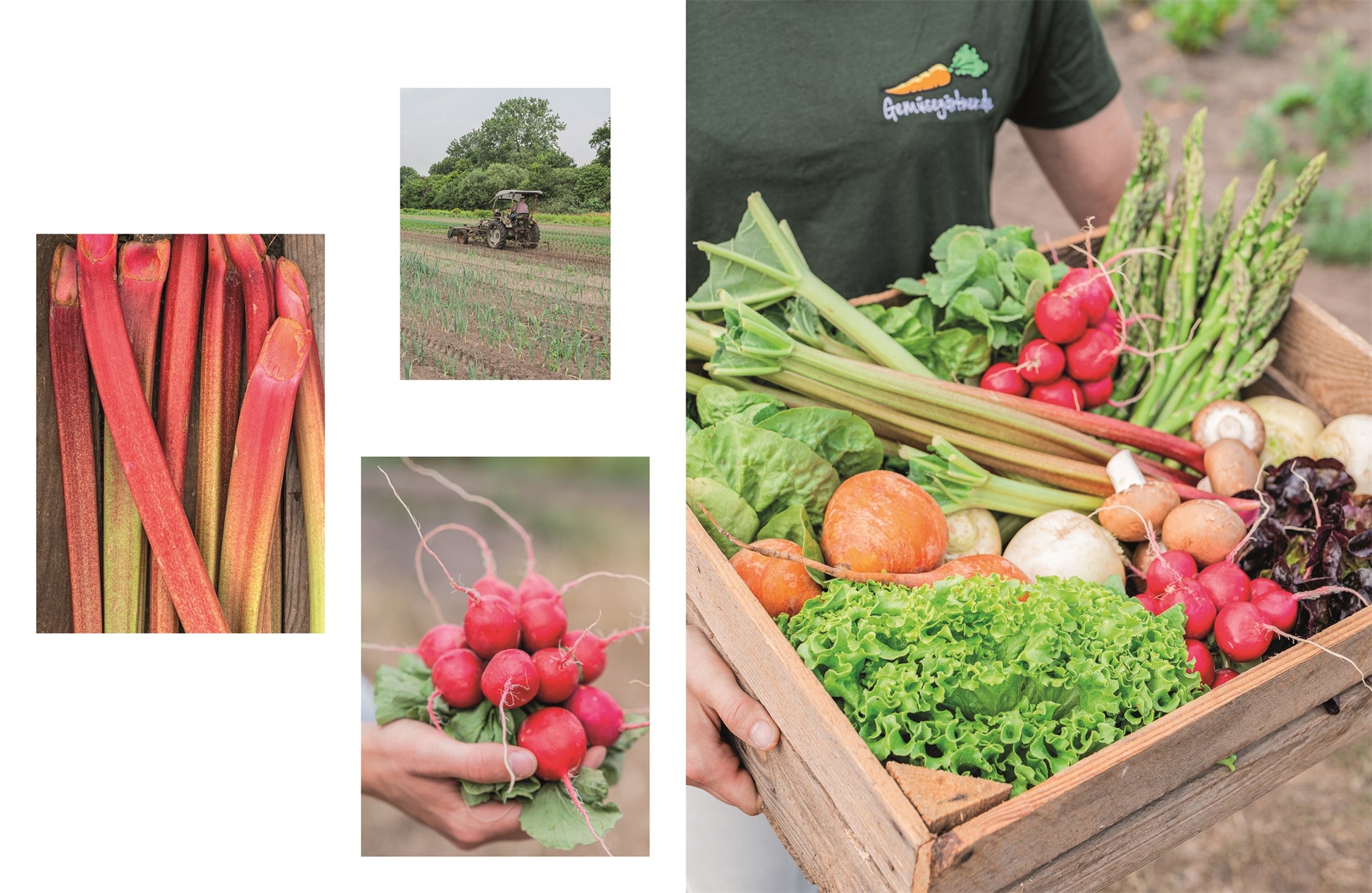 Eine Person hält Das Gemüsekisten Kochbuch aus dem DK Verlag, gefüllt mit frischen Gemüserezepten für die saisonale Küche und nachhaltiges Kochen. Kleinere Bilder von Rhabarber, Radieschen und einem Traktor zeigen die Wurzeln frischer Zutaten.