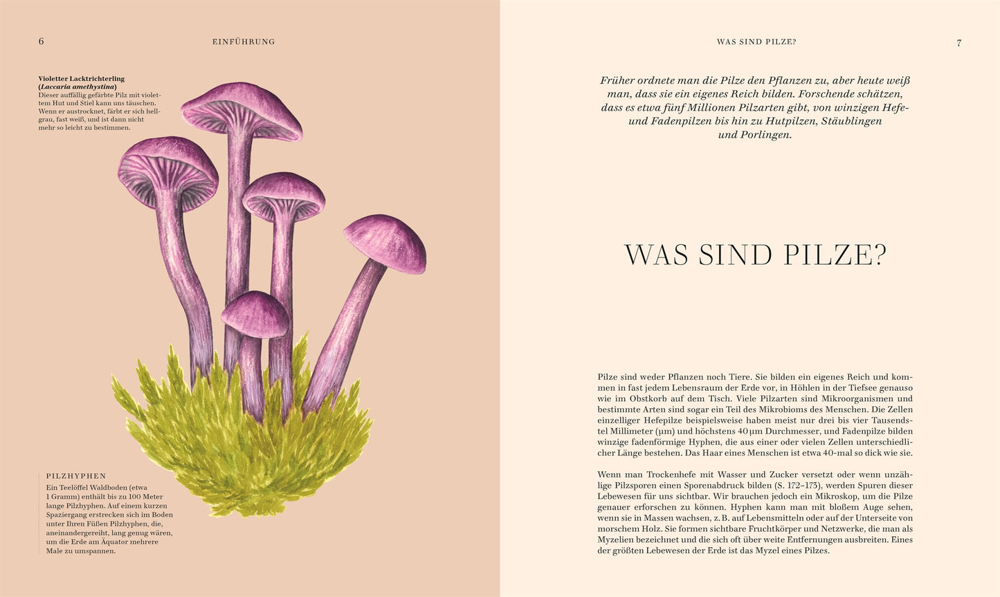 Die linke Seite ist mit lila Pilzen auf grünem Moos illustriert; die rechte Seite zeigt WAS SIND PILZE? mit einer Einführung über Pilze - ideal für jede Pilze-Sammlung. Produkt: Pilze von DK Verlag.