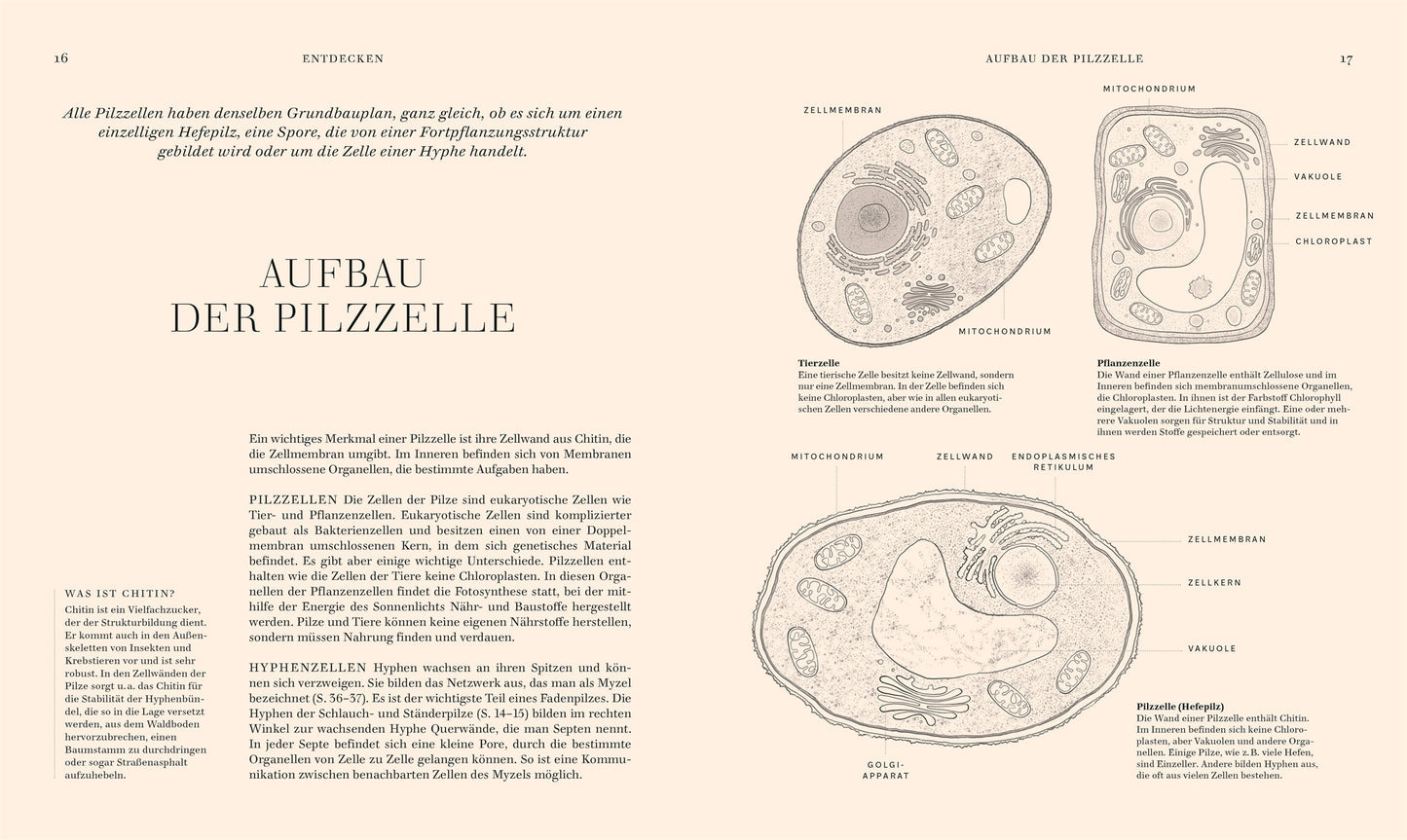 Eine deutsche Lehrbuchseite aus "Pilze" vom DK Verlag erklärt den Aufbau von Pilzzellen mit drei beschrifteten Diagrammen, die Organellen in Pflanzen-, Tier- und Pilzzellen zeigen - perfekt für Pilzbuch- oder Pilze-Sachbuch-Fans.