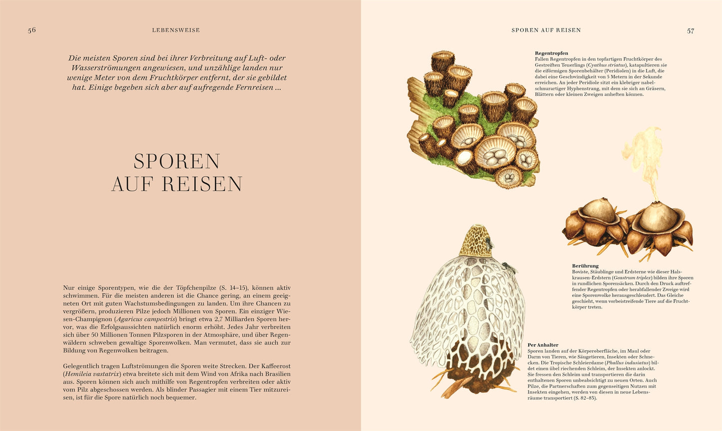 Eine Doppelseite von Pilze aus dem DK Verlag: Auf der linken Seite ist der deutsche Text und der Titel Sporen auf Reisen auf rosa abgebildet; auf der rechten Seite finden sich Pilz-Steckbriefe mit bunten Pilz-Illustrationen und deutschen Beschreibungen - ideal für jede Sammlung.