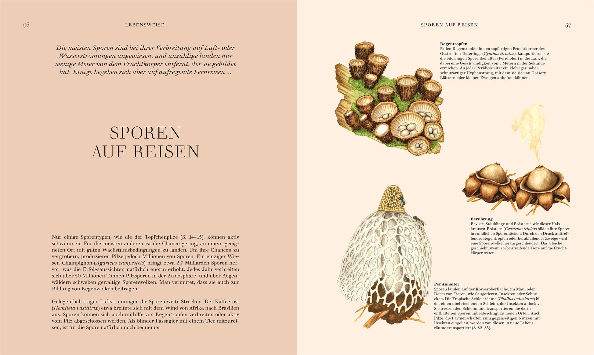 Eine Doppelseite von Pilze aus dem DK Verlag: Auf der linken Seite ist der deutsche Text und der Titel Sporen auf Reisen auf rosa abgebildet; auf der rechten Seite finden sich Pilz-Steckbriefe mit bunten Pilz-Illustrationen und deutschen Beschreibungen - ideal für jede Sammlung.