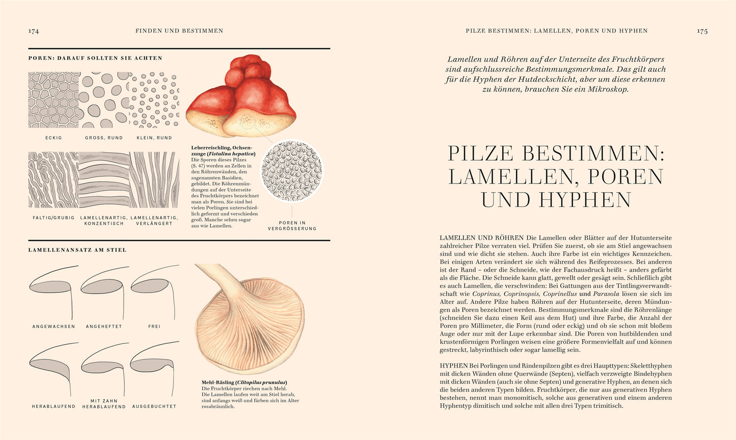 Pilze aus dem DK Verlag ist ein deutscher Leitfaden zur Pilzbestimmung mit Diagrammen von Poren, Kiemen, Hyphen, einem illustrierten Pilz, mikroskopischen Details und informativen Textblöcken.