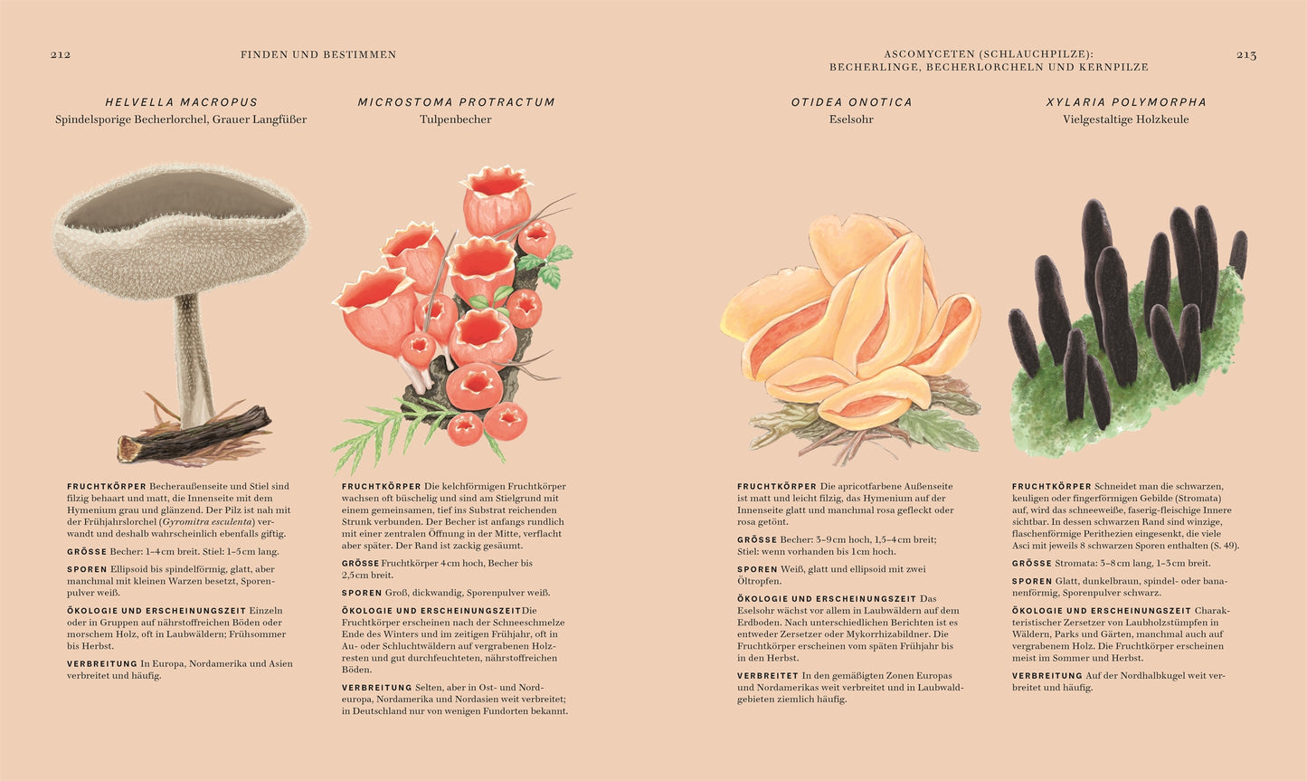 Eine Seite aus "Pilze" des DK Verlags enthält detaillierte deutsche Beschreibungen und Illustrationen von vier Pilzen: ein becherförmiger Pilz auf Holz, Büschel von roten Becherpilzen, korallenartige orangefarbene Pilze und aufrechte schwarze Pilze.