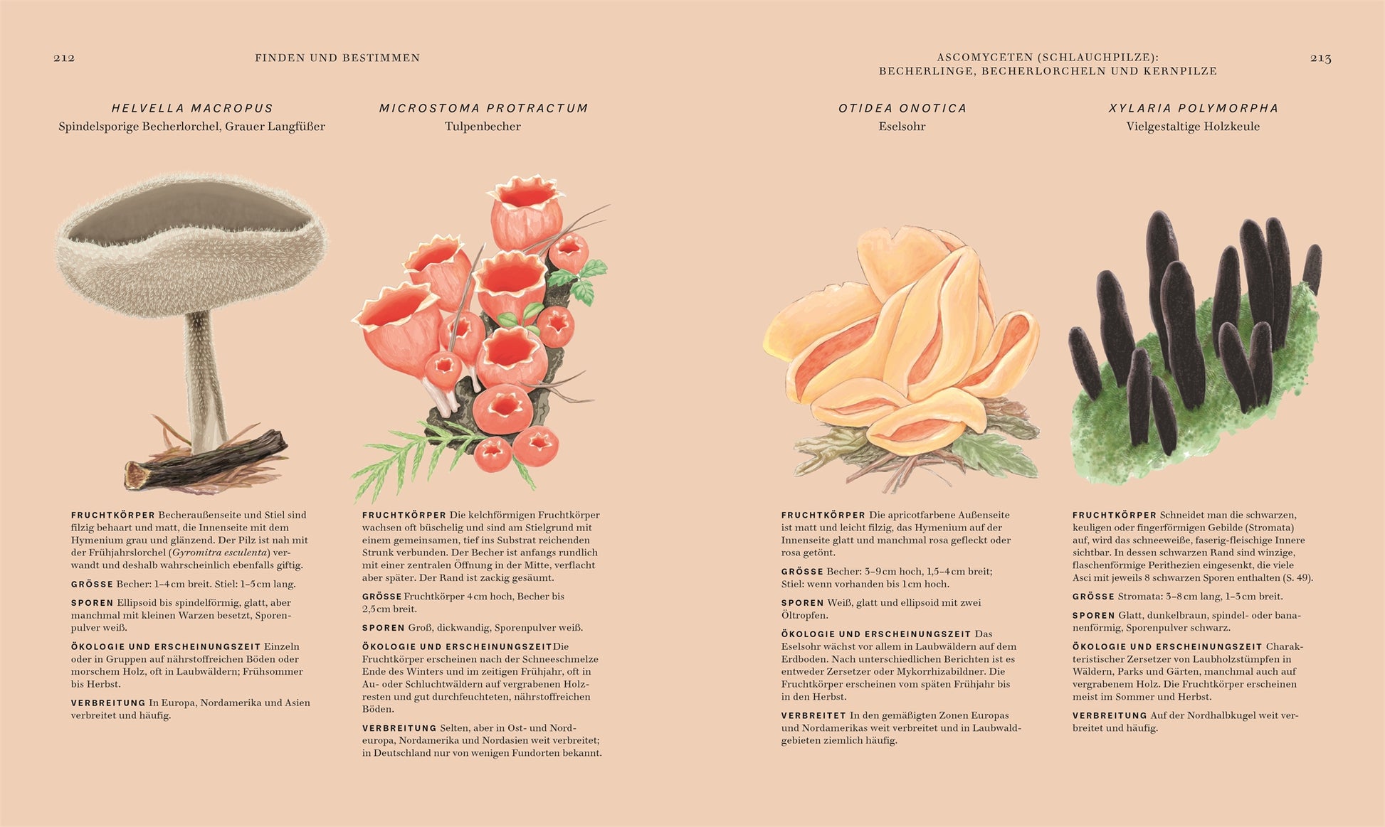 Eine Seite aus "Pilze" des DK Verlags enthält detaillierte deutsche Beschreibungen und Illustrationen von vier Pilzen: ein becherförmiger Pilz auf Holz, Büschel von roten Becherpilzen, korallenartige orangefarbene Pilze und aufrechte schwarze Pilze.