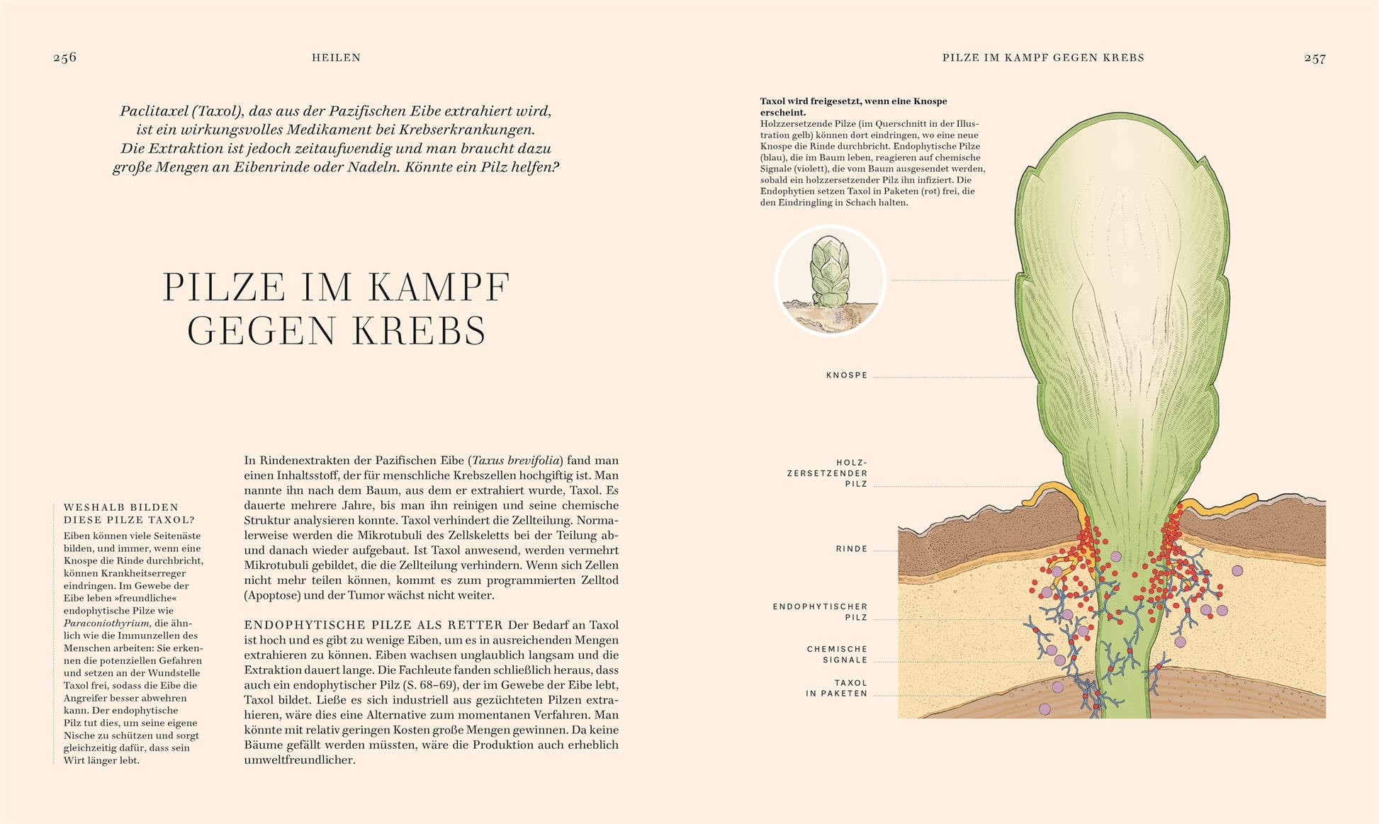 Eine Doppelseite aus "Pilze" des DK Verlags zeigt einen Pilz über einem Querschnitt menschlicher Haut, mit einem deutschen Text, der das Potenzial von Pilzen in der Krebstherapie erforscht und an ein traditionelles Pilzbuch erinnert.