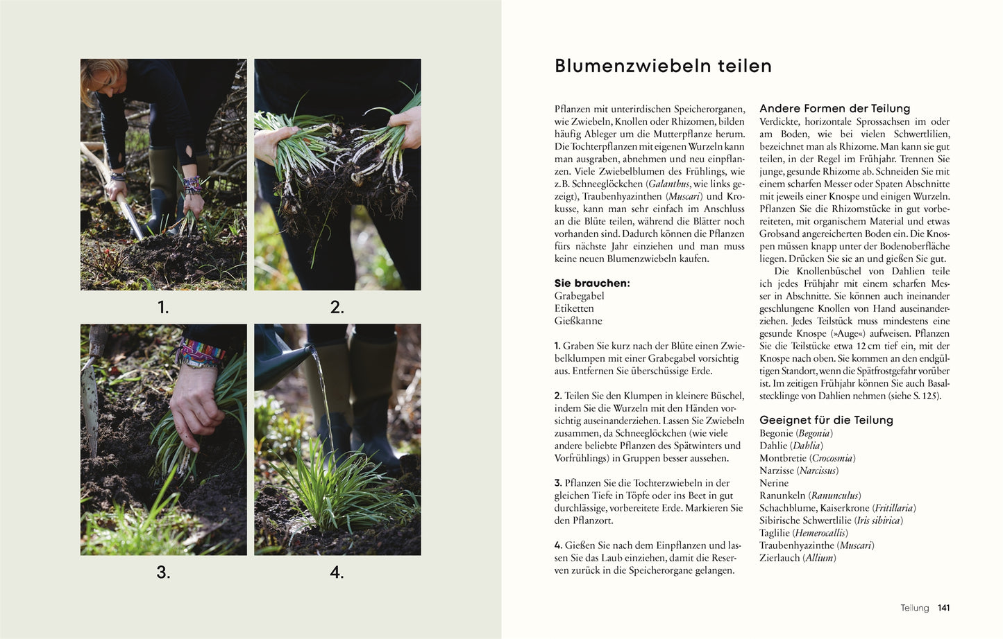 Vier Fotos aus "Gärtnern für wenig Geld" des DK Verlags zeigen Hände und einen Spaten beim Teilen von Blumenzwiebeln in der Erde und veranschaulichen so nachhaltiges Gärtnern. Auf der gegenüberliegenden Seite finden sich deutsche Anleitungen und Tipps.