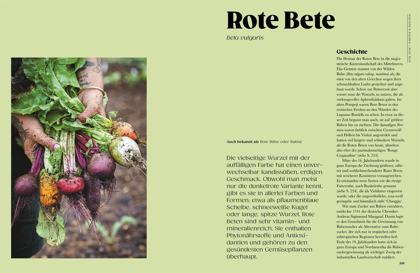 Eine Person, die bunte, frisch geerntete Rüben mit Wurzeln und Erde in der Hand hält, unterstreicht die Schönheit seltener Sorten, die in "Auf der Jagd nach alten Sorten" des DK Verlags vorgestellt werden und den nachhaltigen Gemüseanbau feiern.