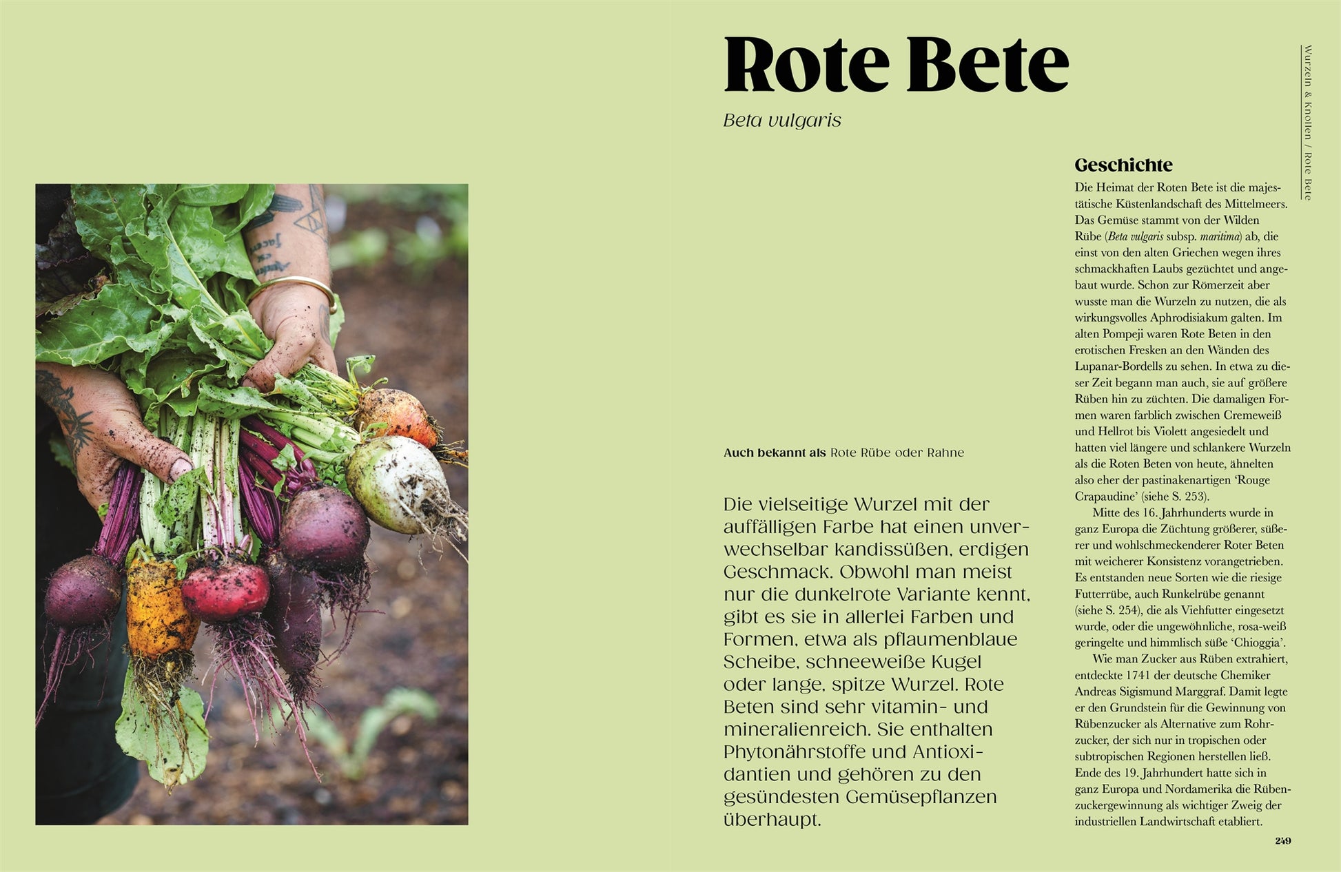 Eine Person, die bunte, frisch geerntete Rüben mit Wurzeln und Erde in der Hand hält, unterstreicht die Schönheit seltener Sorten, die in "Auf der Jagd nach alten Sorten" des DK Verlags vorgestellt werden und den nachhaltigen Gemüseanbau feiern.