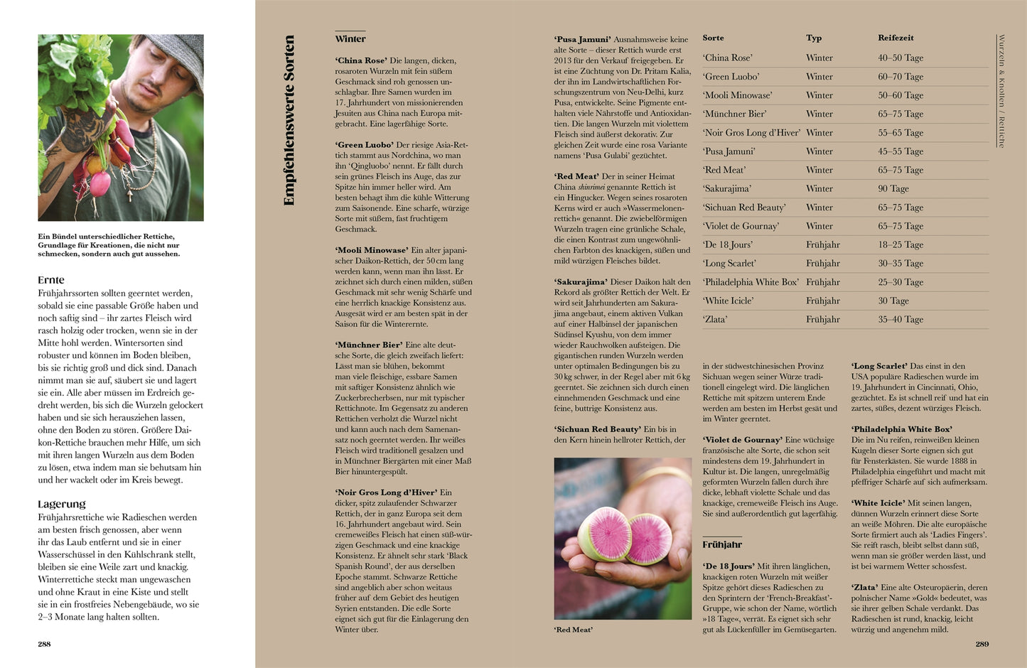 Ein Mann erntet Radieschen und hält ein Bündel an seinem Gesicht. Neben ihm steht *Auf der Jagd nach alten Sorten* aus dem DK Verlag, ein deutscher Führer für seltene Gemüsesorten mit Radieschensorten, -typen und Erntezeiten in einem detaillierten braunen Layout mit Bildern von geschnittenen Radieschen.