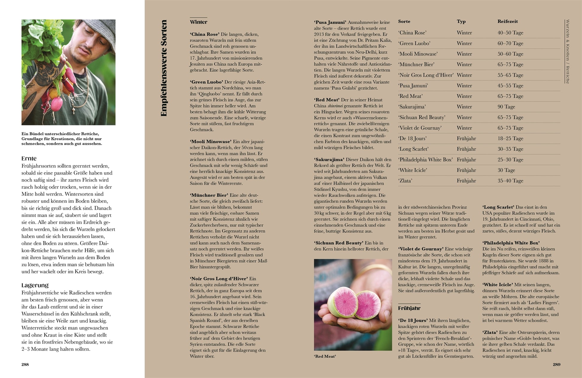 Ein Mann erntet Radieschen und hält ein Bündel an seinem Gesicht. Neben ihm steht *Auf der Jagd nach alten Sorten* aus dem DK Verlag, ein deutscher Führer für seltene Gemüsesorten mit Radieschensorten, -typen und Erntezeiten in einem detaillierten braunen Layout mit Bildern von geschnittenen Radieschen.