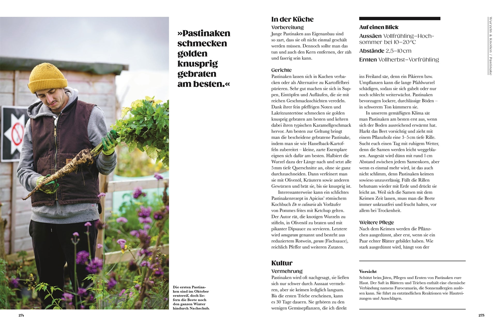 Eine Person mit gelbem Hut und brauner Weste hält eine frisch geerntete Pastinake in einem üppigen Garten. Rechts ein Text aus dem Buch "Auf der Jagd nach alten Sorten" des DK Verlags, in dem es um Pastinaken und alte Gemüsesorten im Rahmen eines Pflanzenführers geht.