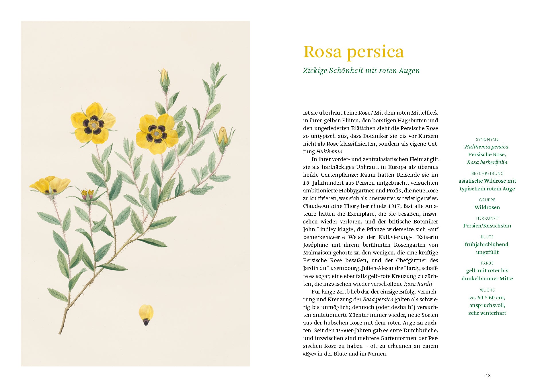 Eine Illustration aus "Historische Rosen" vom Dumont Verlag zeigt Rosa persica mit grünem Stängel, belaubten Zweigen und gelben Blüten mit roter Mitte, rechts daneben eine deutsche Pflanzenbeschreibung.