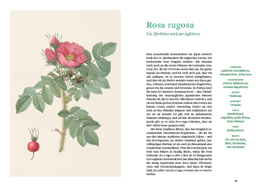 Links zeigt „Historische Rosen“ vom Dumont Verlag eine Abbildung der Rosa rugosa mit rosa Blüten, grünen gezähnten Blättern und roten Hagebutten, rechts erscheinen deutscher Text und Pflanzendetails auf weißem Hintergrund.