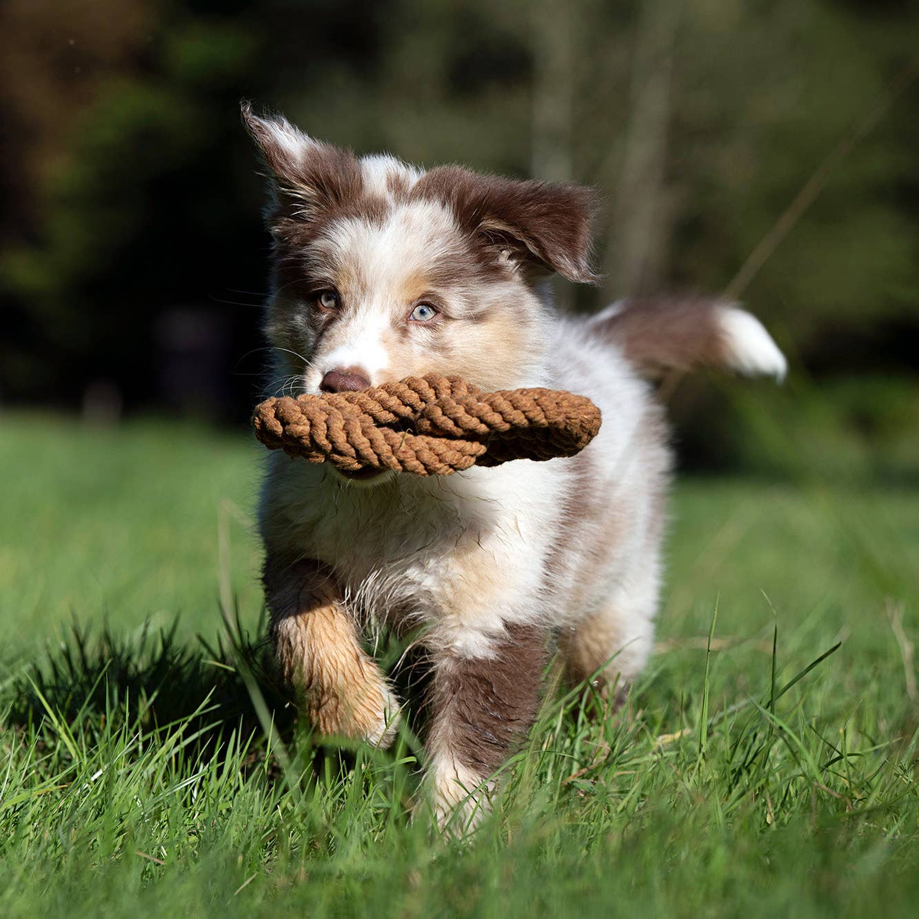 Ein flauschiger Welpe mit hellbraunem und weißem Fell läuft im Gras und hält ein LABONI - Volentis GmbH Britta Brezel Hundespielzeug aus Baumwolle in seinem Maul. Der Hintergrund ist unscharf und zeigt Bäume und Grünflächen.