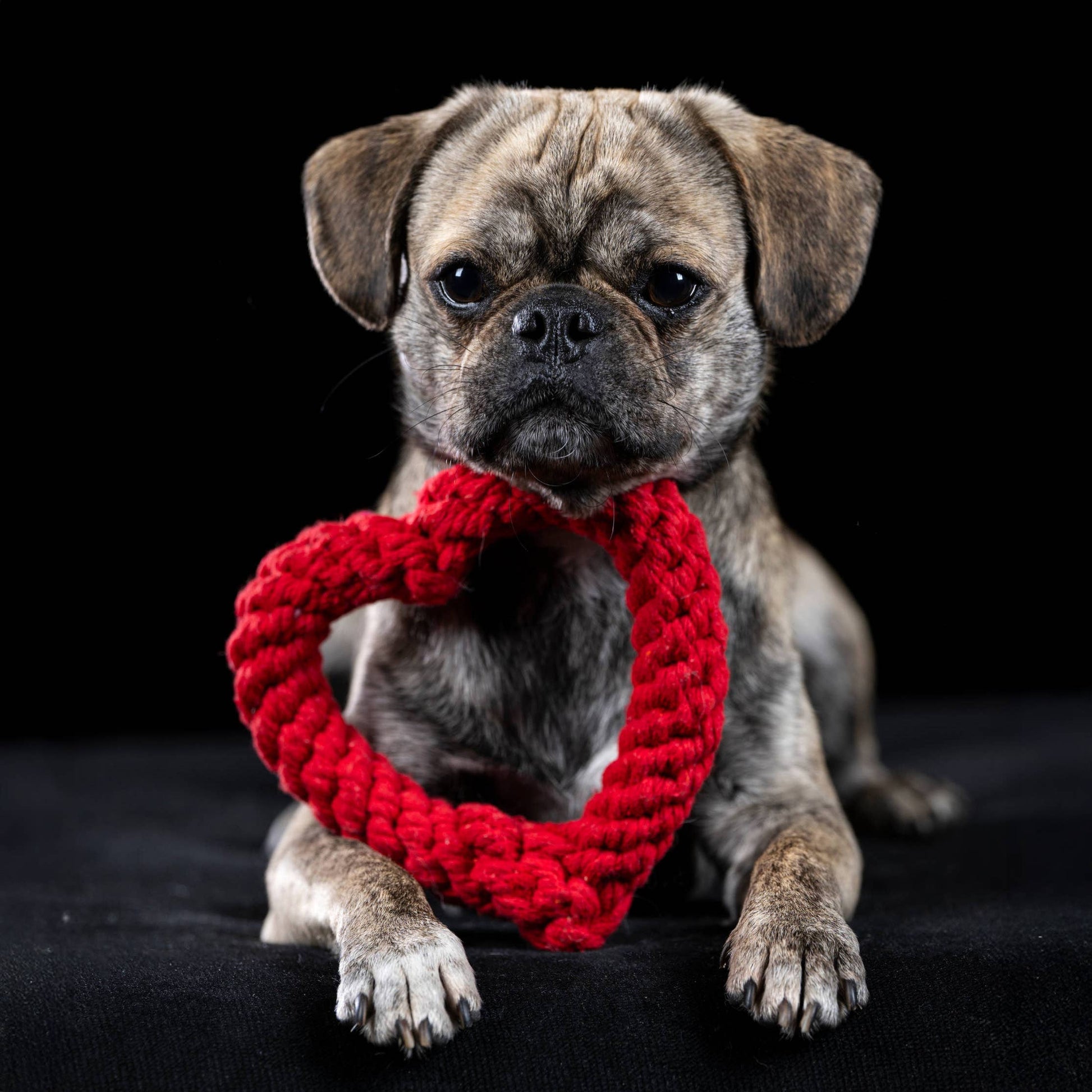 Ein kleiner brauner Hund sitzt auf einer schwarzen Fläche und hat ein rotes LABONI Hertha-Herz-Strickspielzeug um den Hals. Er schaut direkt in die Kamera vor einem schwarzen Hintergrund.