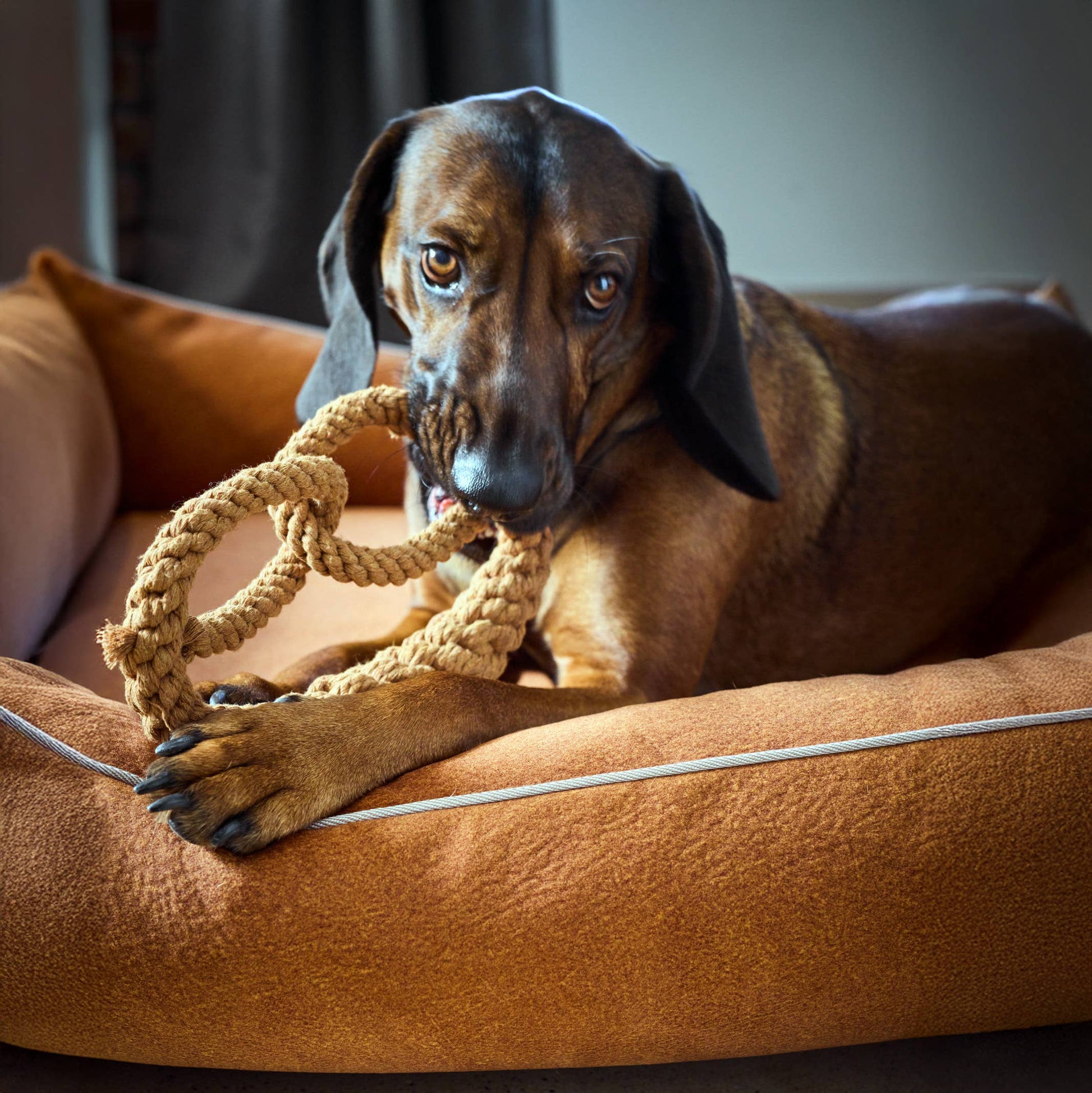 Ein brauner Hund mit Schlappohren liegt auf einem braunen Plüschbett und kaut auf dem LABONI - Volentis GmbH - Britta Brezel Spielzeug herum, während er mit ausdrucksvollen Augen nach oben schaut.