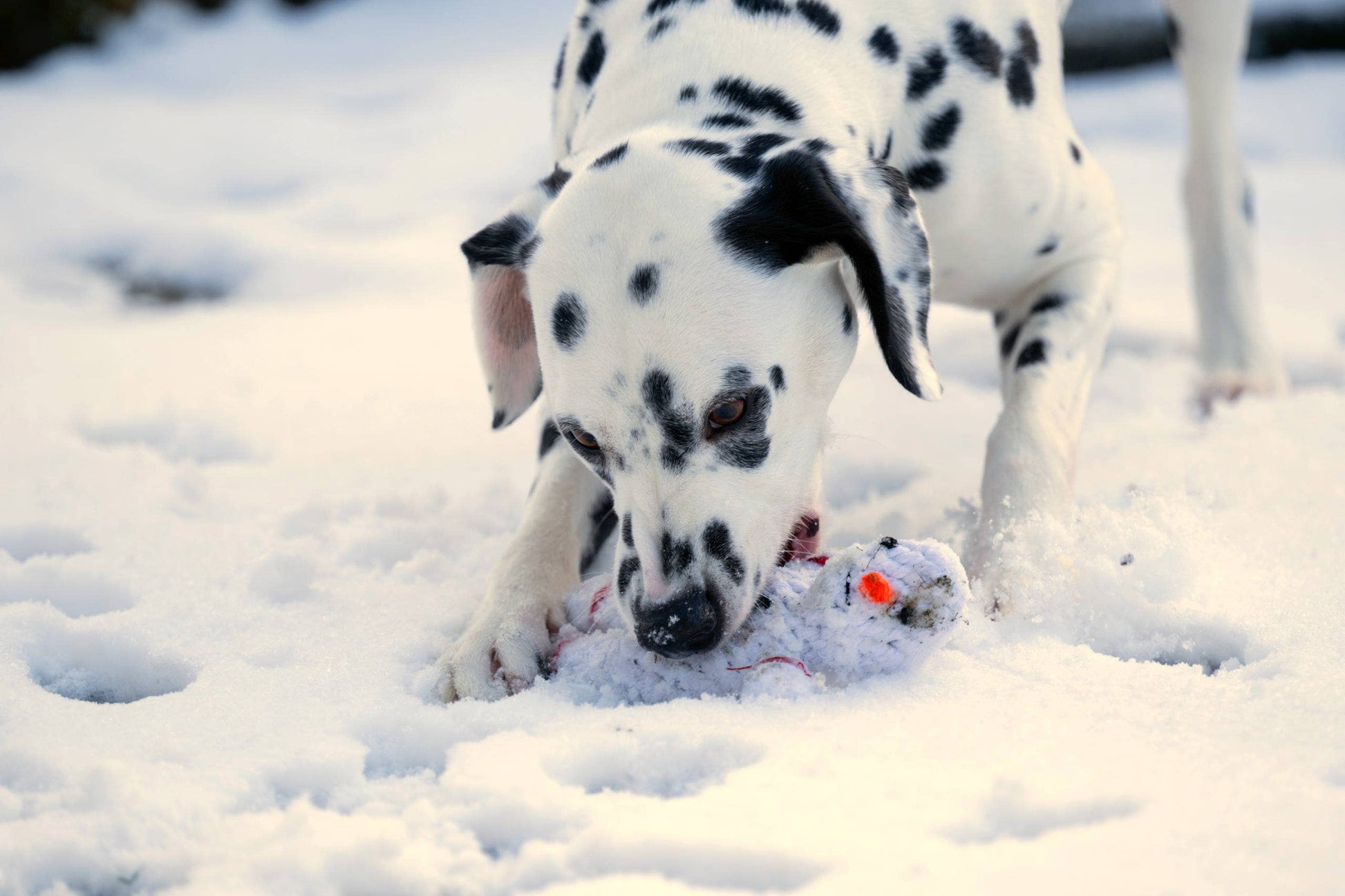 Ein Dalmatiner spielt im Schnee und kaut auf dem LABONI - Volentis GmbH - Shawn der Schneemann Hundespielzeug mit zahnreinigenden Baumwollfasern. Pfotenabdrücke zieren die Schneelandschaft.