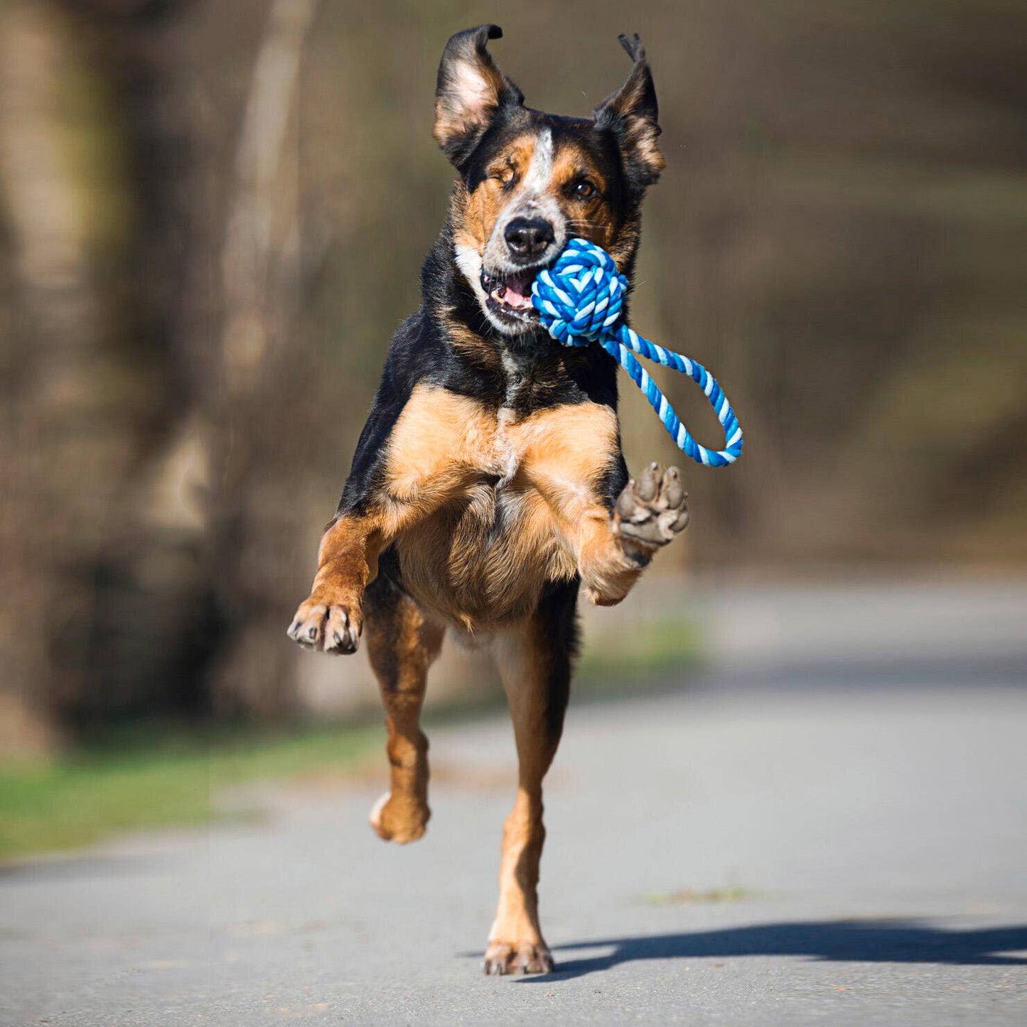 Ein fröhlicher, energiegeladener Hund mit schwarzem und braunem Fell rennt auf einem Weg, hält einen blauen LABONI Maxi Schleuderball im Maul, eine Pfote erhoben und die Ohren flattern in der Luft.
