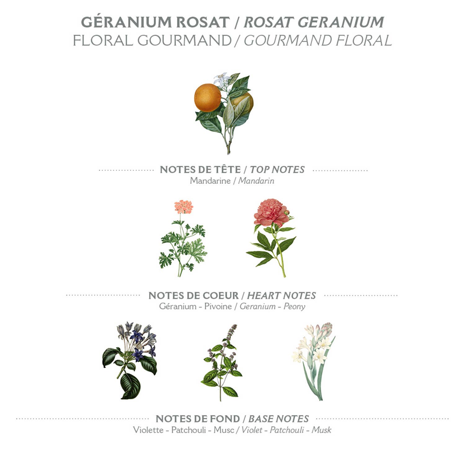 Die illustrierte Duftpyramide von Panier Des Sens Duftseife | Rosengeranie 150g zeigt die Kopfnote aus Mandarine, die Herznote aus Geranie und Pfingstrose und die Basisnote aus Veilchen, Patchouli und Moschus - allesamt mit botanischer Kunst untermalt, die von pflanzlicher Seife und reichhaltigem Olivenöl inspiriert ist.