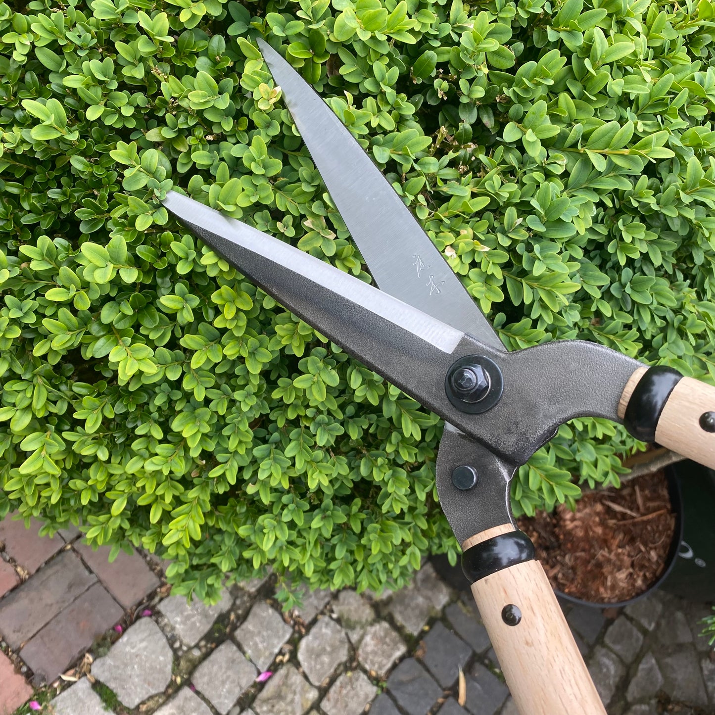 Eine Niwaki FSC Heckenschere von Niwaki mit Holzgriffen wird zum Beschneiden eines dichten grünen Busches verwendet, wobei im Hintergrund Ziegel- und Steinpflaster zu sehen sind.