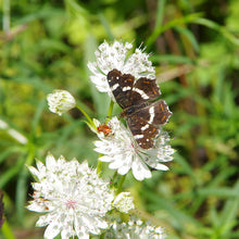 Lade das Bild in den Galerie-Viewer, Mi. 21.05.2025 17.00-18.00 ABENDLICHT FÜHRUNG Insektenmagneten
